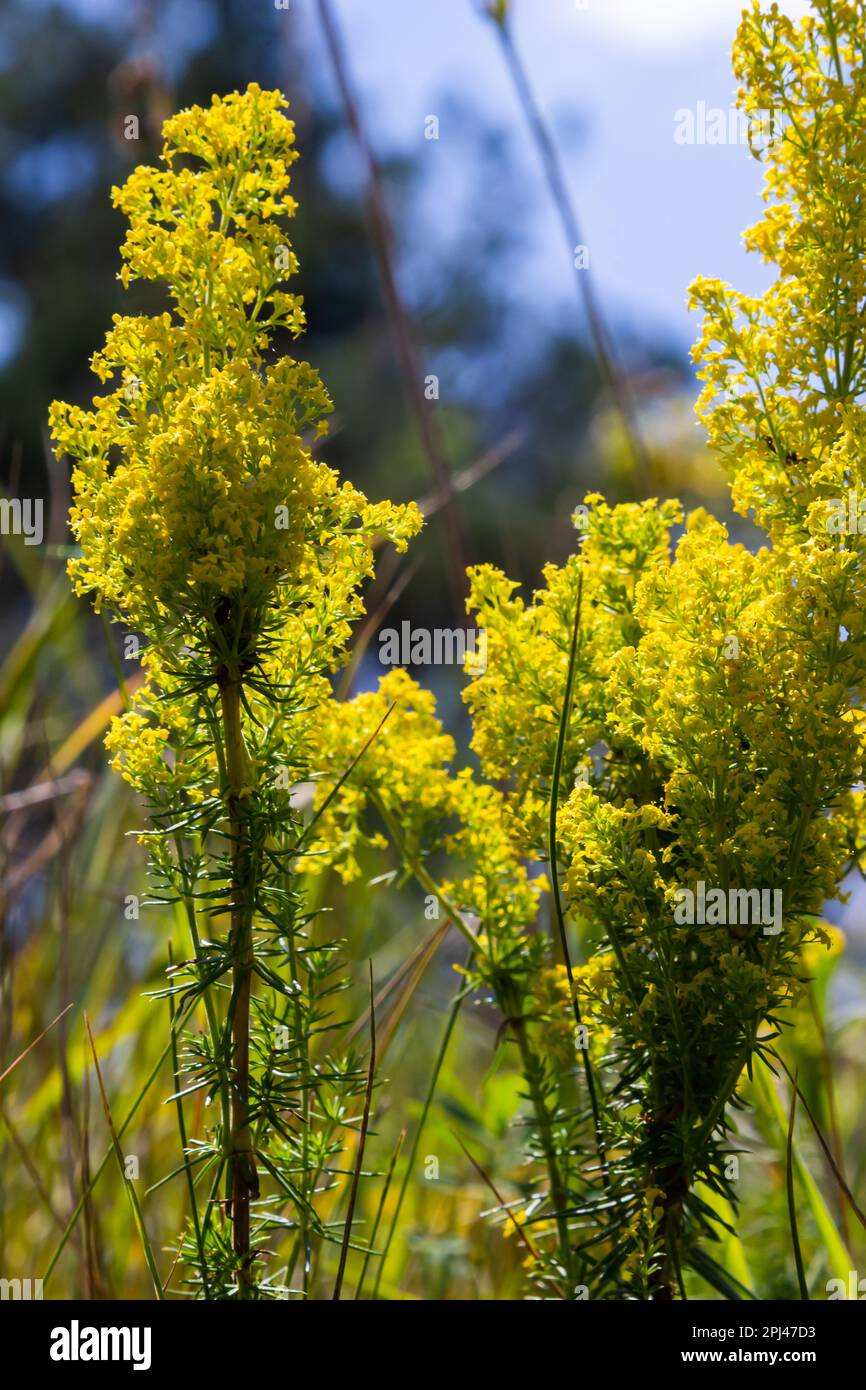 Blühende Wiese, Kalium verum, Damen-Betstroh oder gelbes Betstroh. Galum verum ist eine krautige mehrjährige Pflanze. Gesunde Pflanze. Stockfoto