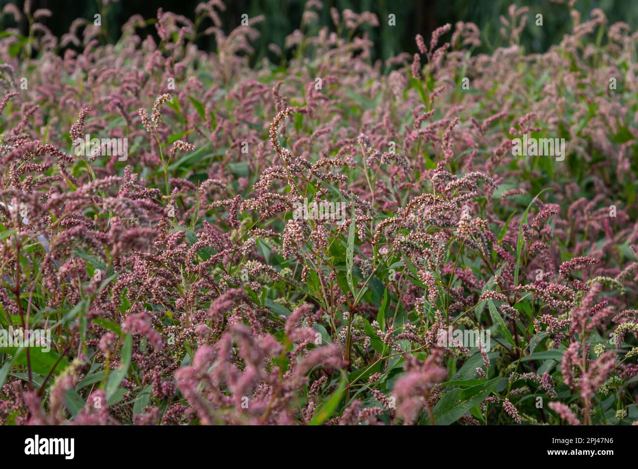 Farbenfrohe Persicaria longiseta, eine blühende Pflanze in der Knotweed-Familie. Stockfoto