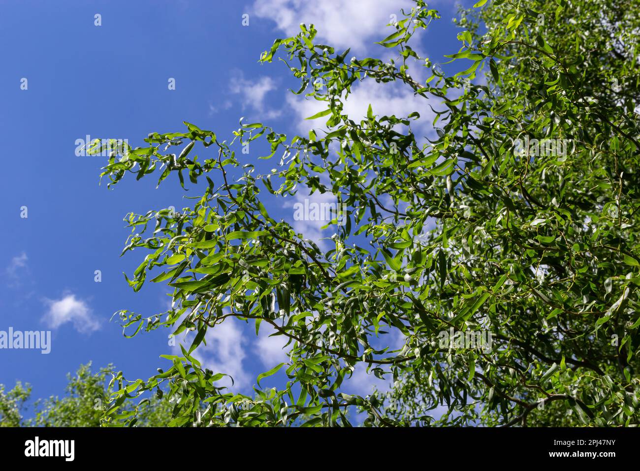 Drachen kratzen Weidenzweige mit neuen Blättern und Blumen am blauen Himmel - lateinischer Name - Salix matsudana Tortuosa. Stockfoto