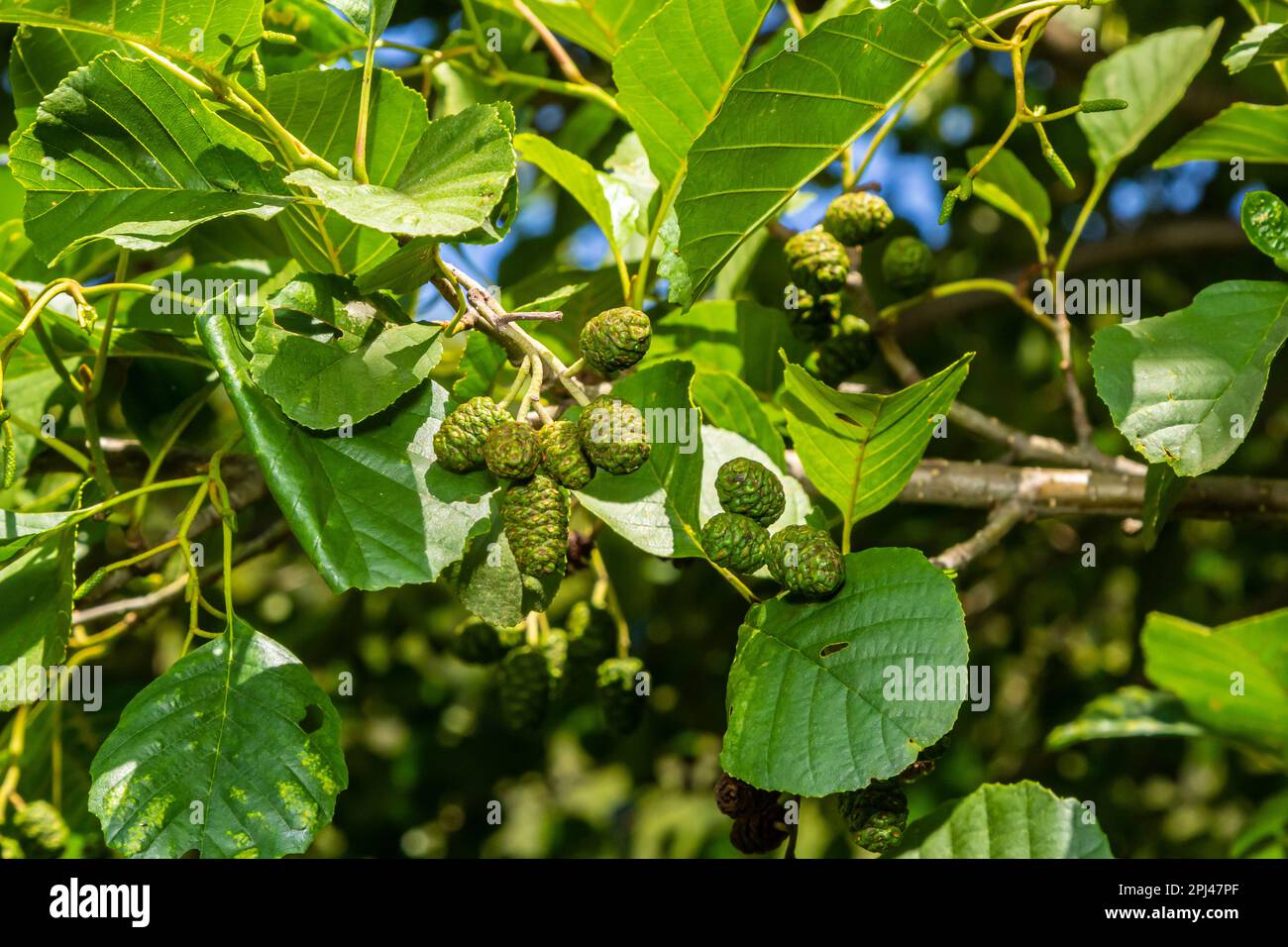 Ein Ast aus Erlenblättern und grünen Zapfen. Zweig von Alnus glutinosa, der Erle, der Erle im Frühling. Stockfoto