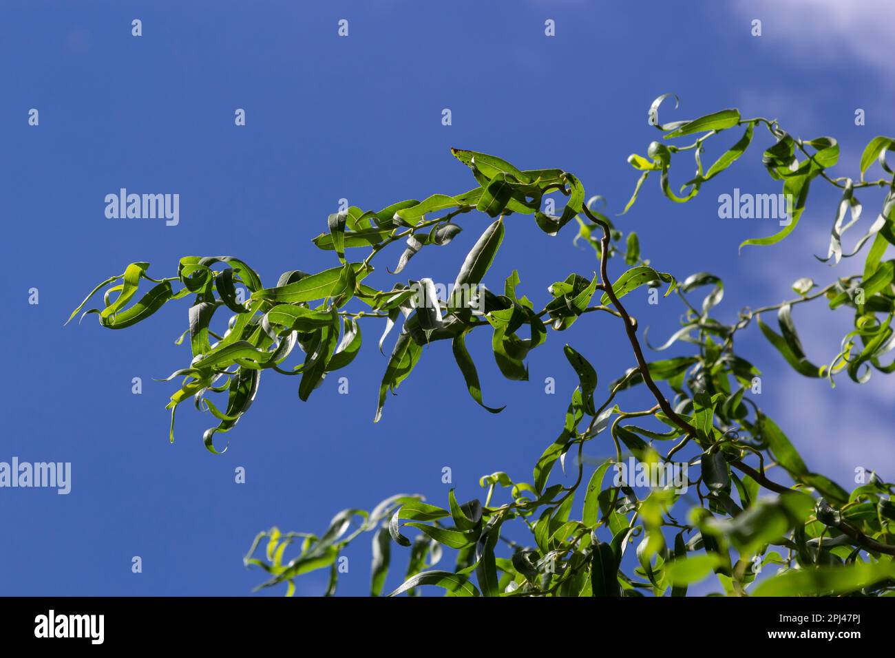 Drachen kratzen Weidenzweige mit neuen Blättern und Blumen am blauen Himmel - lateinischer Name - Salix matsudana Tortuosa. Stockfoto