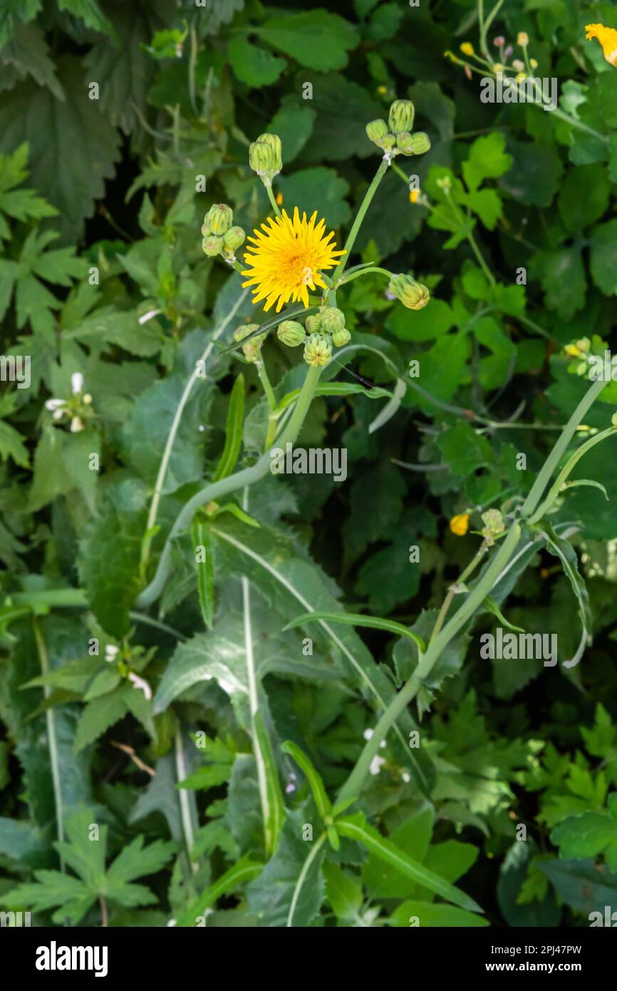 Rauer Hawksbeard Crepis Biennis-Pflanze blüht auf einer Wiese. Stockfoto