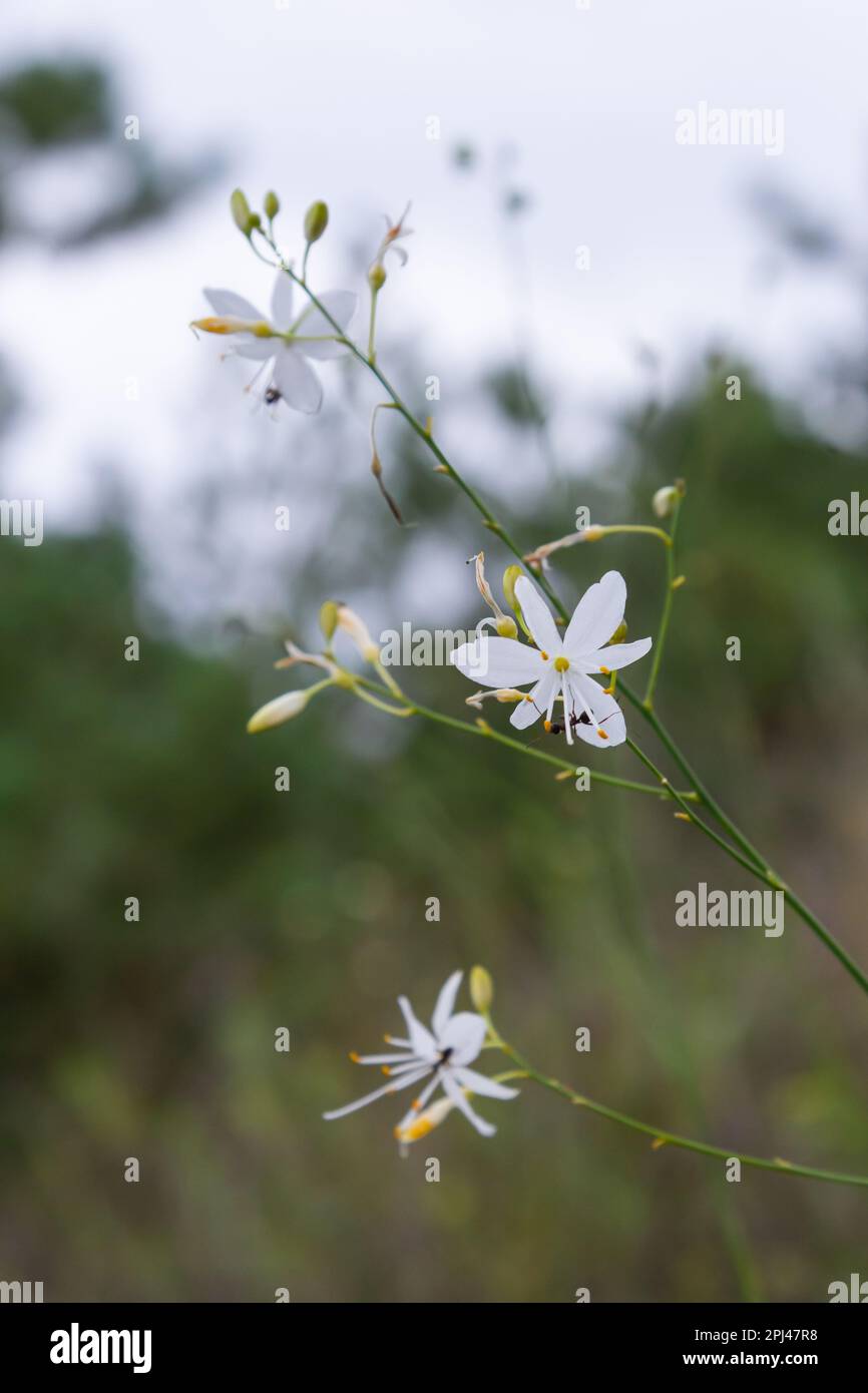 Asparagaceae ist eine Art von Grünpflanzen der Familie der Asparagaceae
