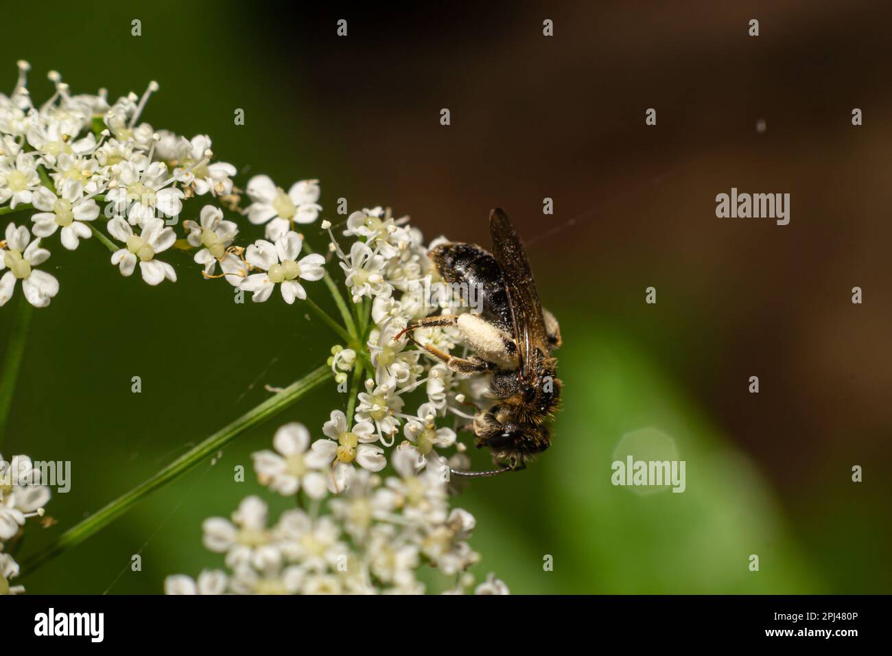 Bienen sammeln Pollen von einer weißen Blume an einem Sommertag. Schließen. Stockfoto