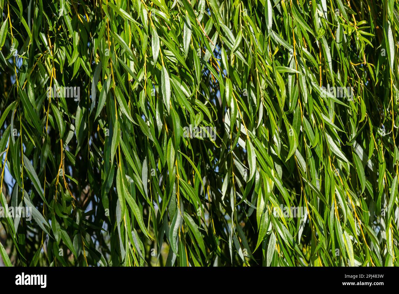 Weeping Golden Willow ist der beliebteste und am weitesten verbreitete Weinbaum in den warmen gemäßigten Regionen der Welt. Stockfoto