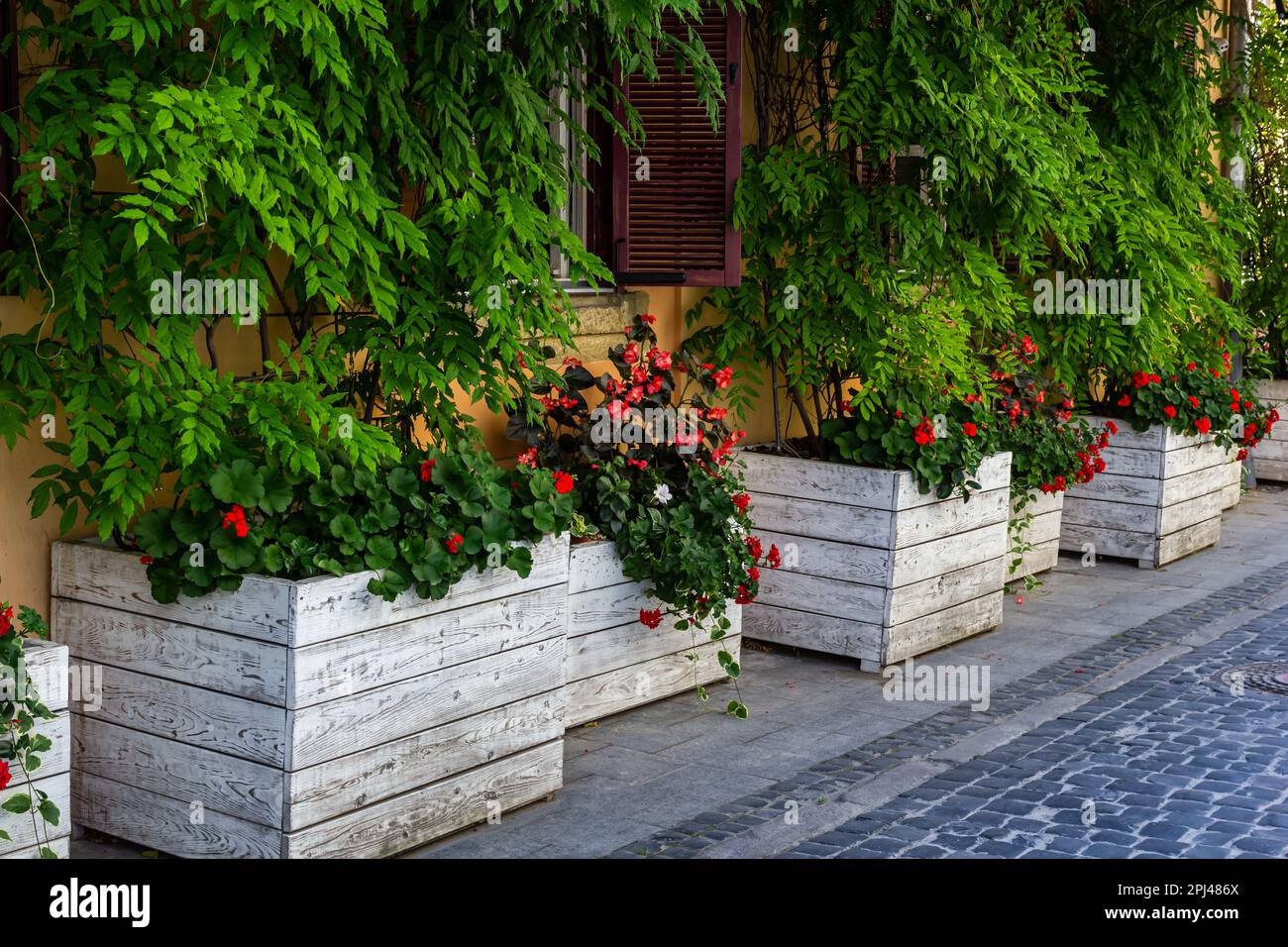 Dekorieren von Fensterbänken auf der Straßenseite, rotes Geranium in Blumentöpfen. Blühendes rotes Pelargonium hortorum. Stockfoto