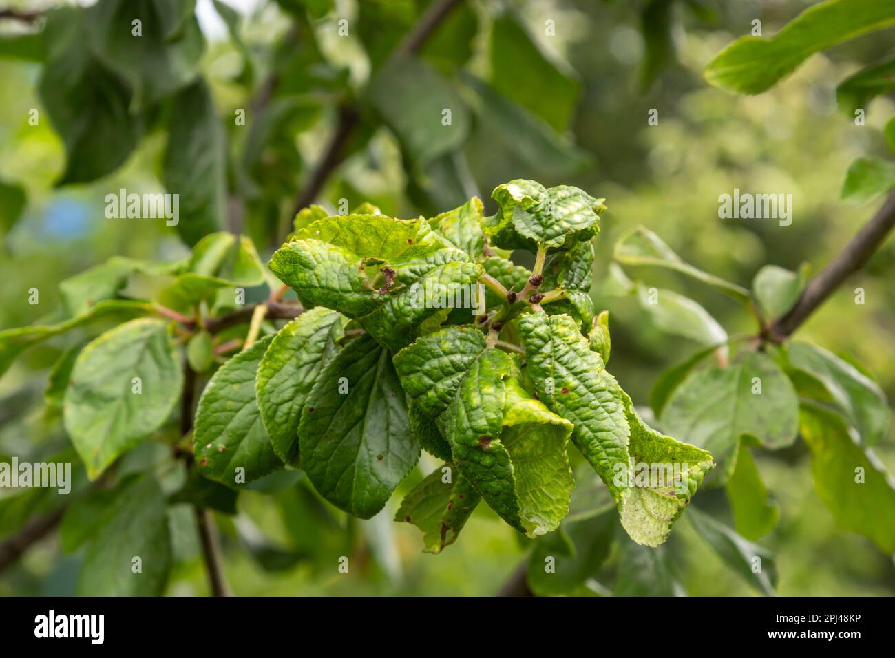 Pflaumenzweig mit zerknitterten Blättern, befallen von schwarzer Blattläuse und Spinnennetz. Pflaumenblattläuse, schwarze Fliege auf Obstbäumen, schwere Schäden durch Gartenschädlinge. Wählen Sie Stockfoto