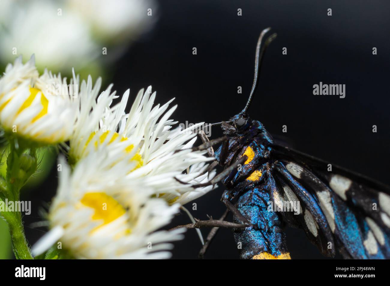 Neunfleckige Motte oder gelber Gürtel burnet, Amata phegea, vormals Syntomis phegea, Makro in Unkraut, selektiver Fokus, Oberer Freiheitsgrad Stockfoto