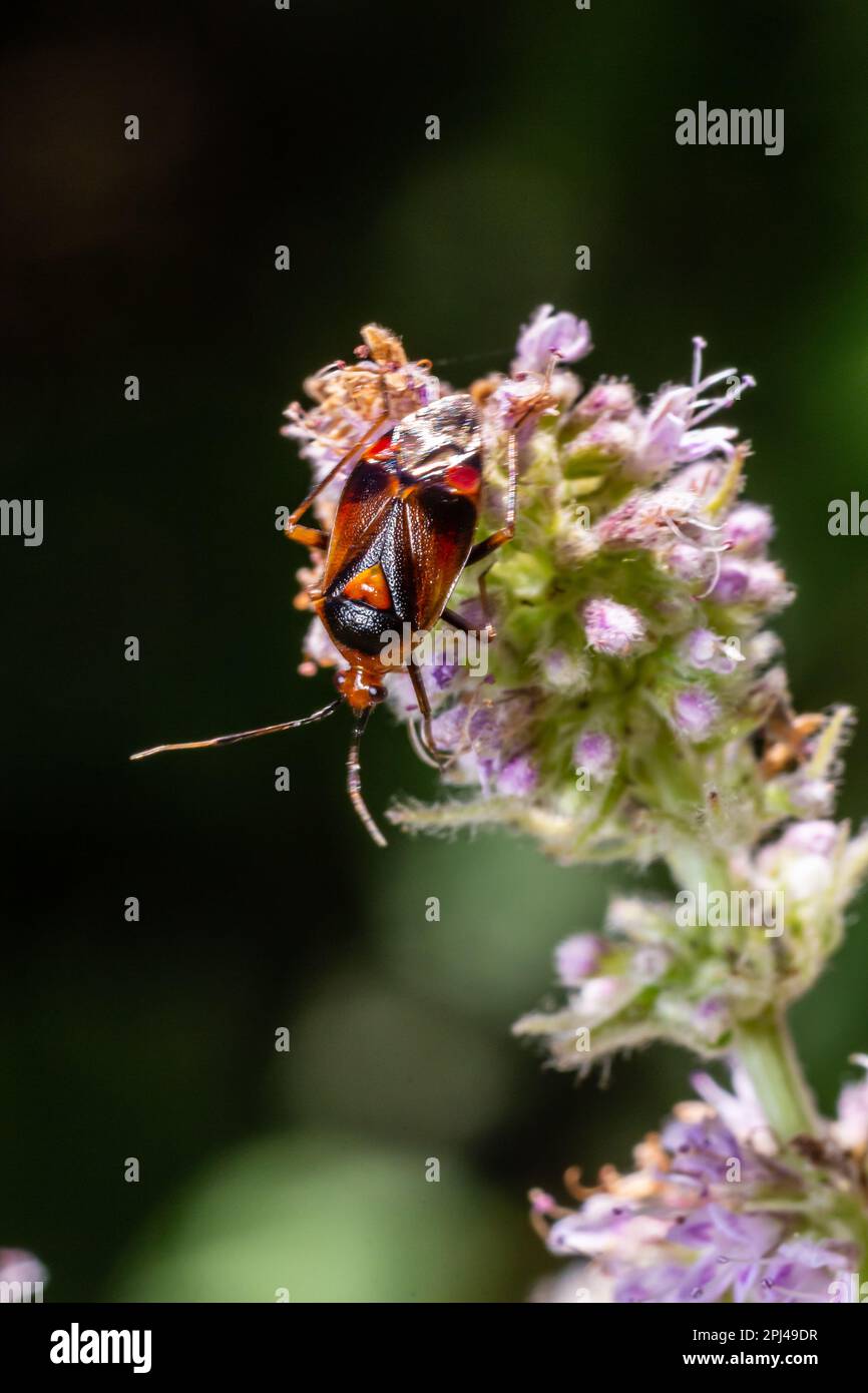 Nahaufnahme eines kleinen Mirid-Käfers, Deraeocoris ruber, hängt auf einem grünen Blatt im Garten. Stockfoto