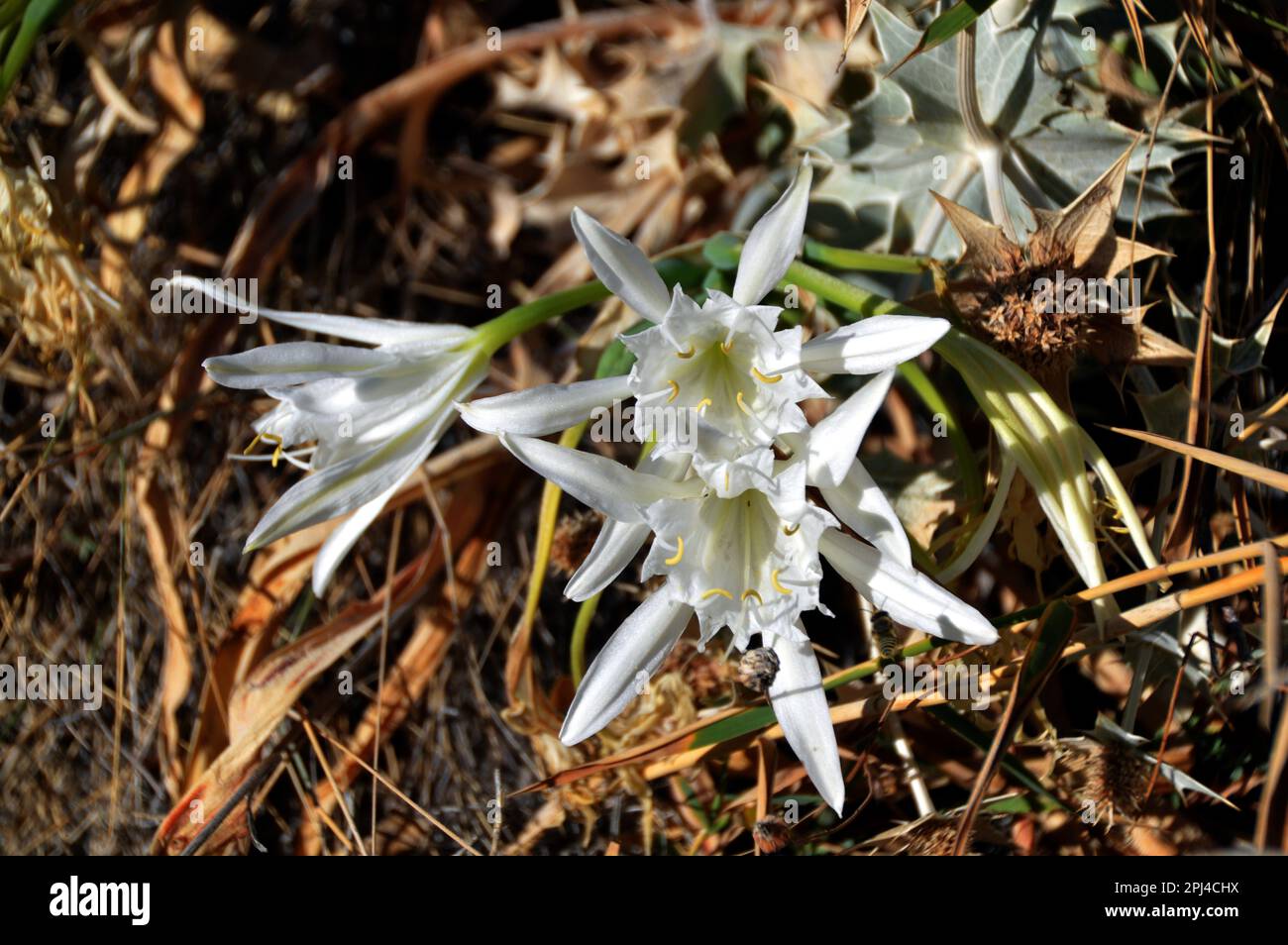 Sea Daffodil (Pancratium maritimum) auf der Insel, wenn Milos. Stockfoto