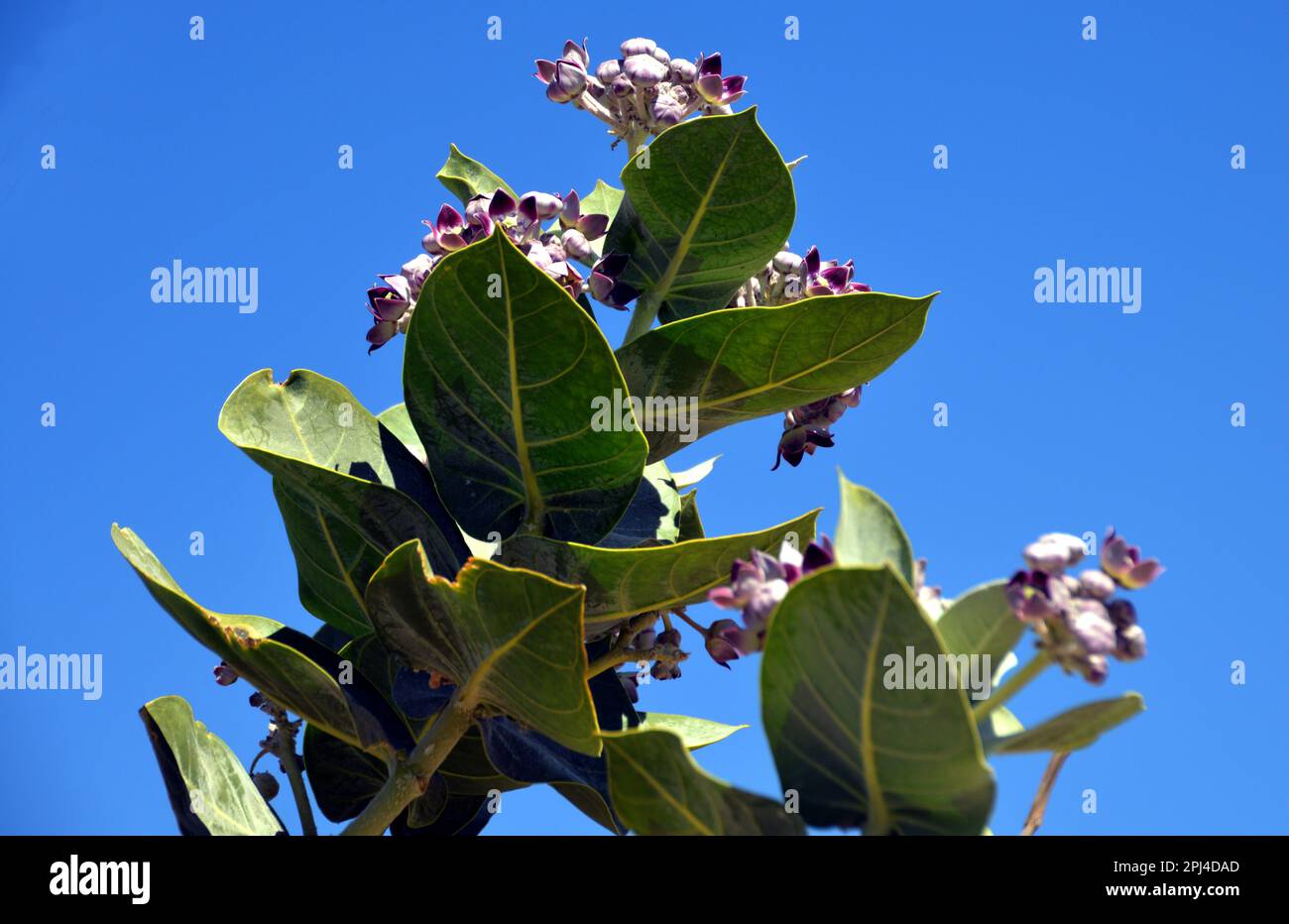 Blumen des Sodom Apple (Calotropis procera), eine giftige Wüstenpflanze in Tawi Attair, Oman. Stockfoto