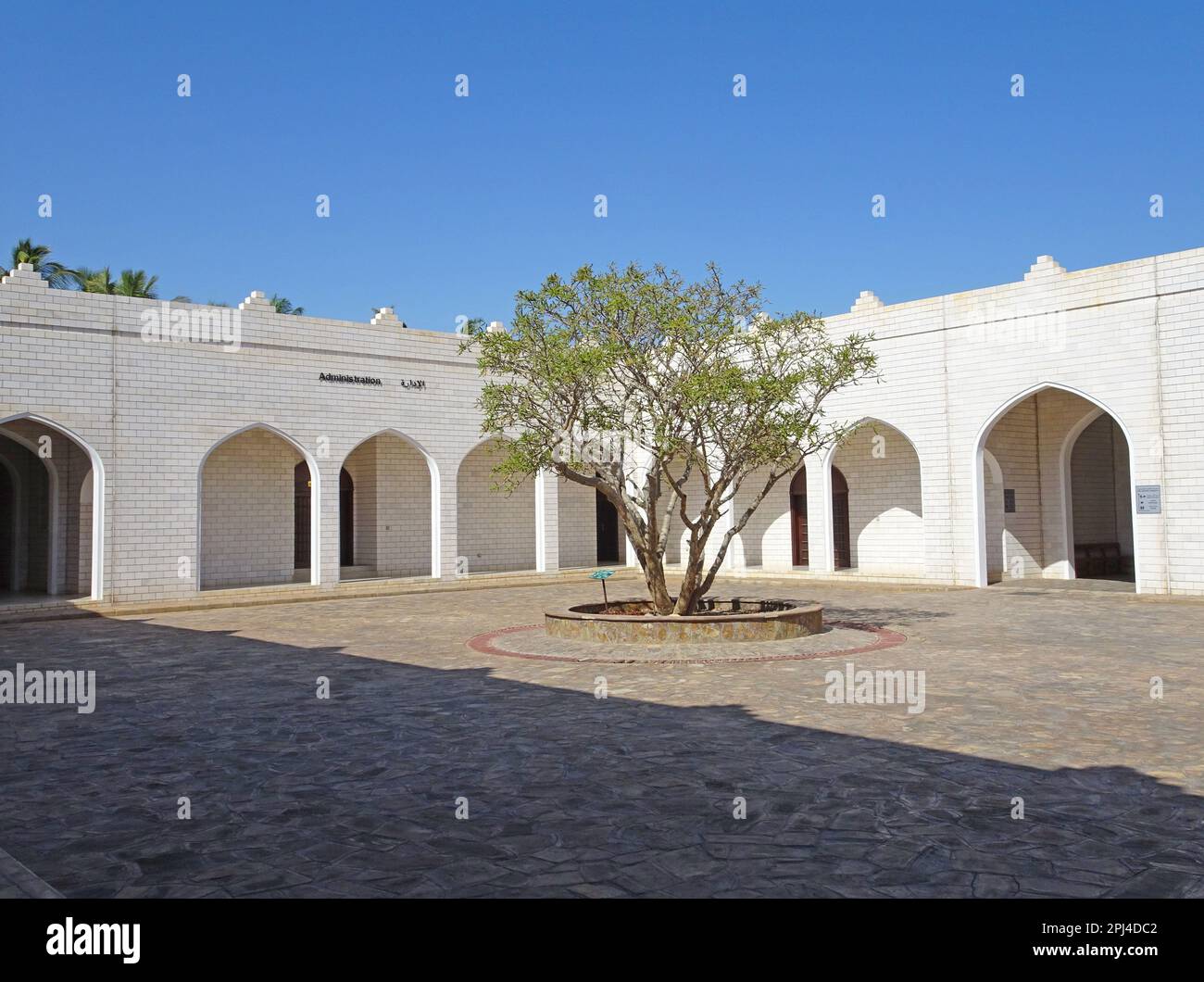 Oman, Taqah: Innenhof des Museums des Weihrauchlandes mit einem Baum (Boswellia sacra) in der Mitte. Stockfoto