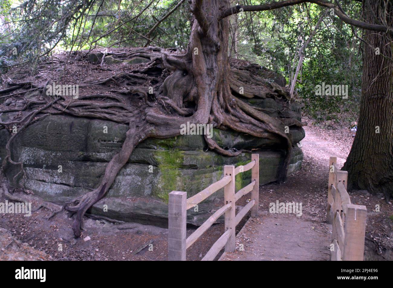 England, West Sussex, Wakehurst (National Trust/Royal Botanic Gardens): Bizarre Eibenwurzeln, die die Felsen auf dem „Rock Walk“ umschließen Stockfoto