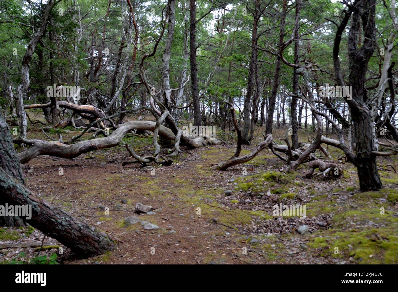 Schweden, Öland: Der "Zauberwald", eine Verwirrung aus windverwindeten Eichen und Kiefern im Naturschutzgebiet Trollskogen an der Nordspitze der Insel Stockfoto