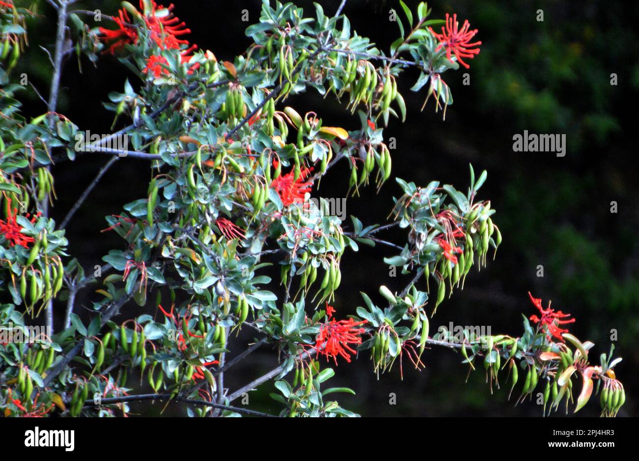 Chile, Puerto Rio Tranquilo: Scharlachblüten des chilenischen Feuerbuschs oder Ciruelillo (Embothrium coccineum). Stockfoto