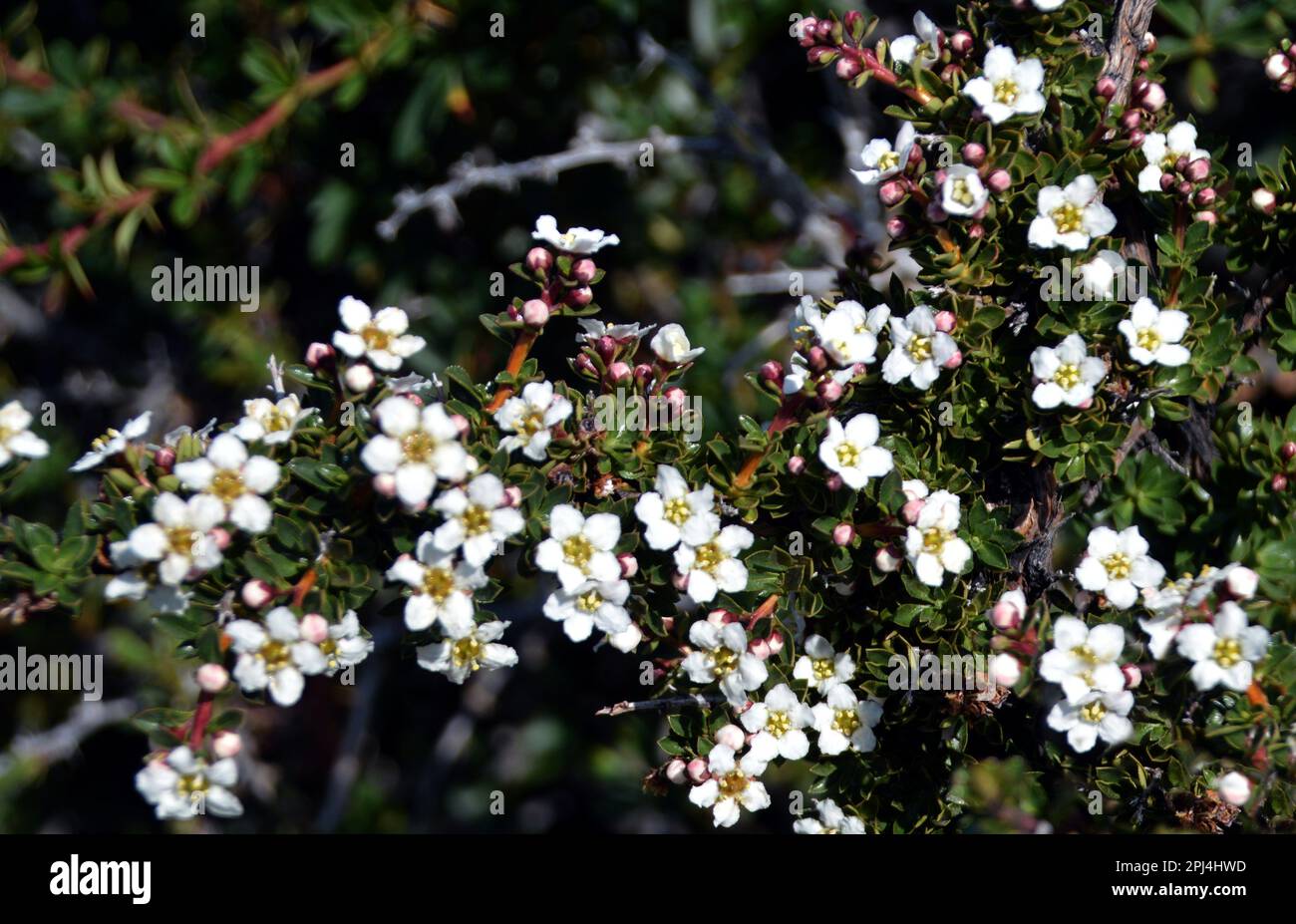Argentinien, El Chalten: Blumen von Escallonia virgata („Siete Camisas Blanca“). Stockfoto