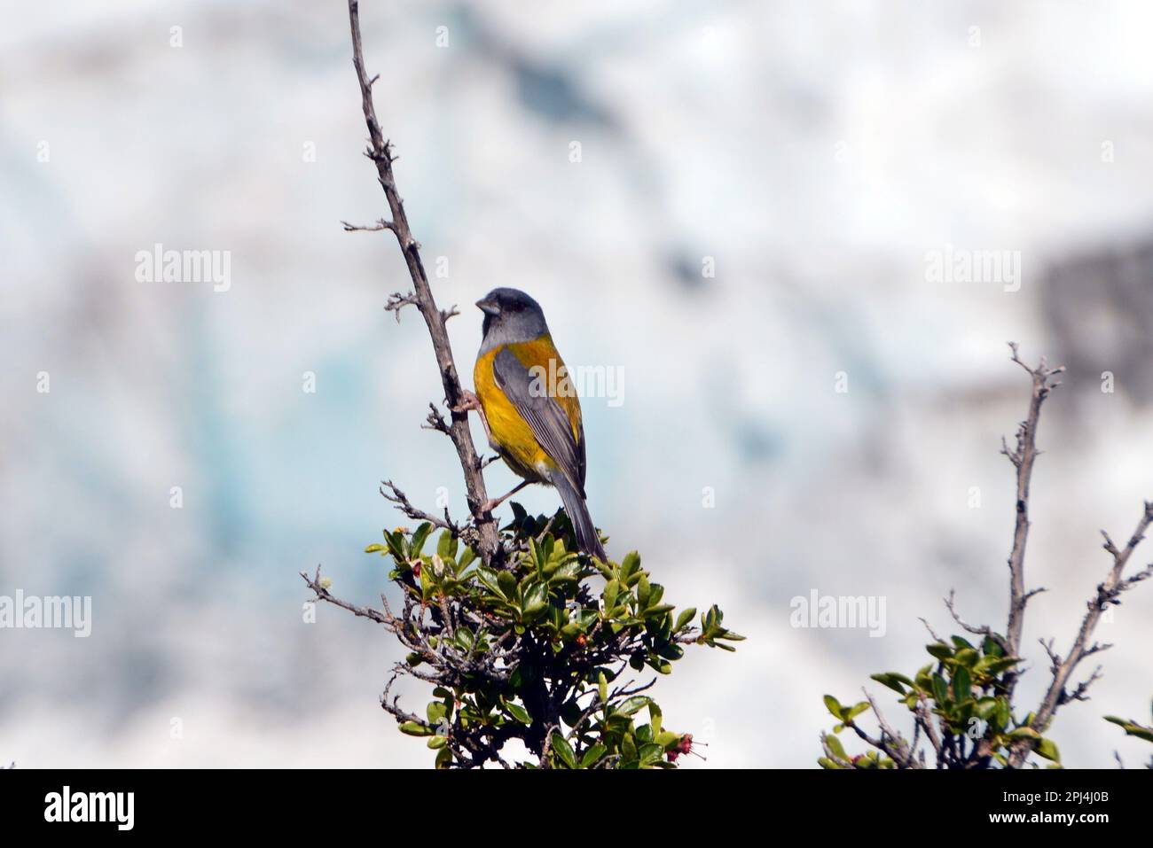 Argentinien, Nationalpark Los Glaciares: Patagonische Sierra-Finch/Cometocino Patagonico (Phrygilus patagonicus). Stockfoto