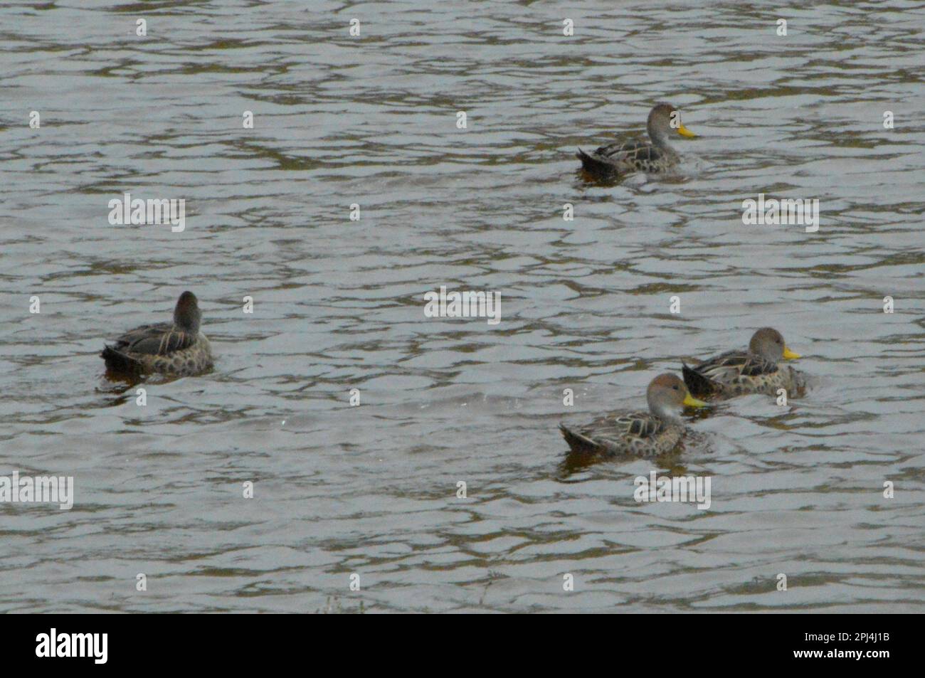 Chile, Parque Nacional Torres del Paine: Gelbschnabelpintails (Anas spinicauda). Stockfoto