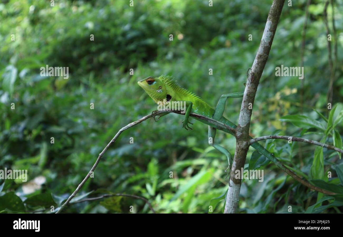 Eine grüne Waldechse (Calotes Calotes) auf einem kleinen Baumstamm in einer seltsamen Haltung Stockfoto