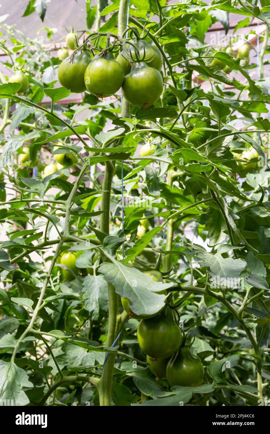 Ein Haufen grüner Tomaten auf einem Busch. Tomaten reifen im Garten. Busch mit grünen Tomaten. Viele Tomaten im Busch. Stockfoto