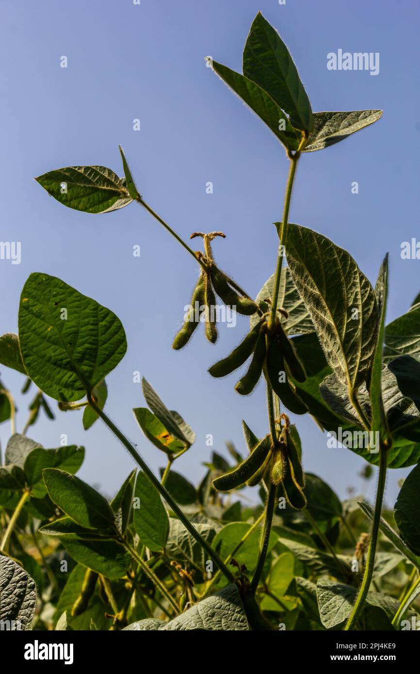 Sojabohnenschoten auf einer Sojabohnenplantage, auf blauem Hintergrund, Nahaufnahme. Sojapflanze. Soja-Kapseln. Sojabohnenfeld. Stockfoto