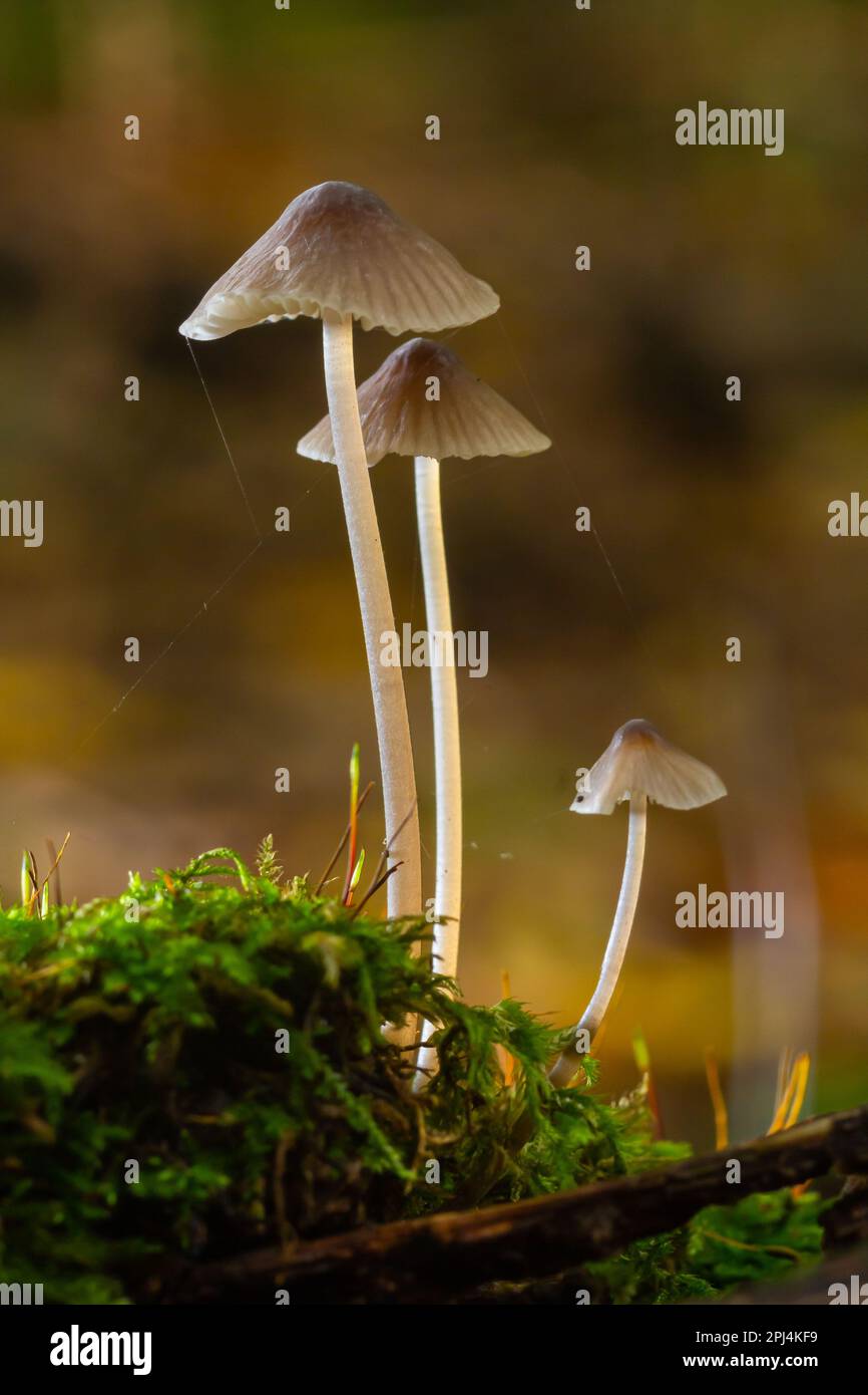 Weiße Pilze im Wald, Mycena Piringa Pilze. Stockfoto