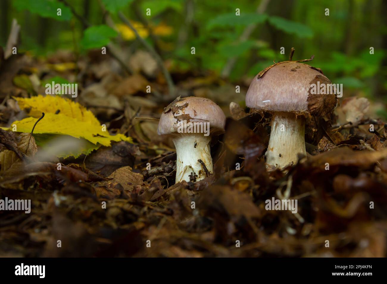 Kleine Gassy Webcap, Cortinarius traganus, giftige Pilze in Waldnahaufnahmen, selektiver Fokus, flacher Freiheitsgrad. Stockfoto