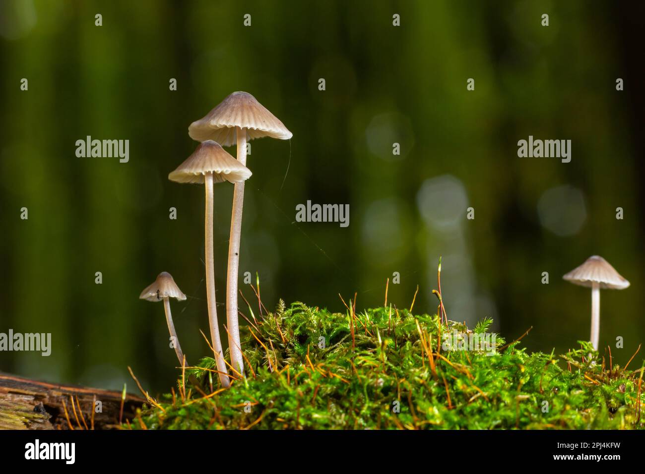 Pilze Mycena galopus wächst auf grünem Moos im Wald. Stockfoto