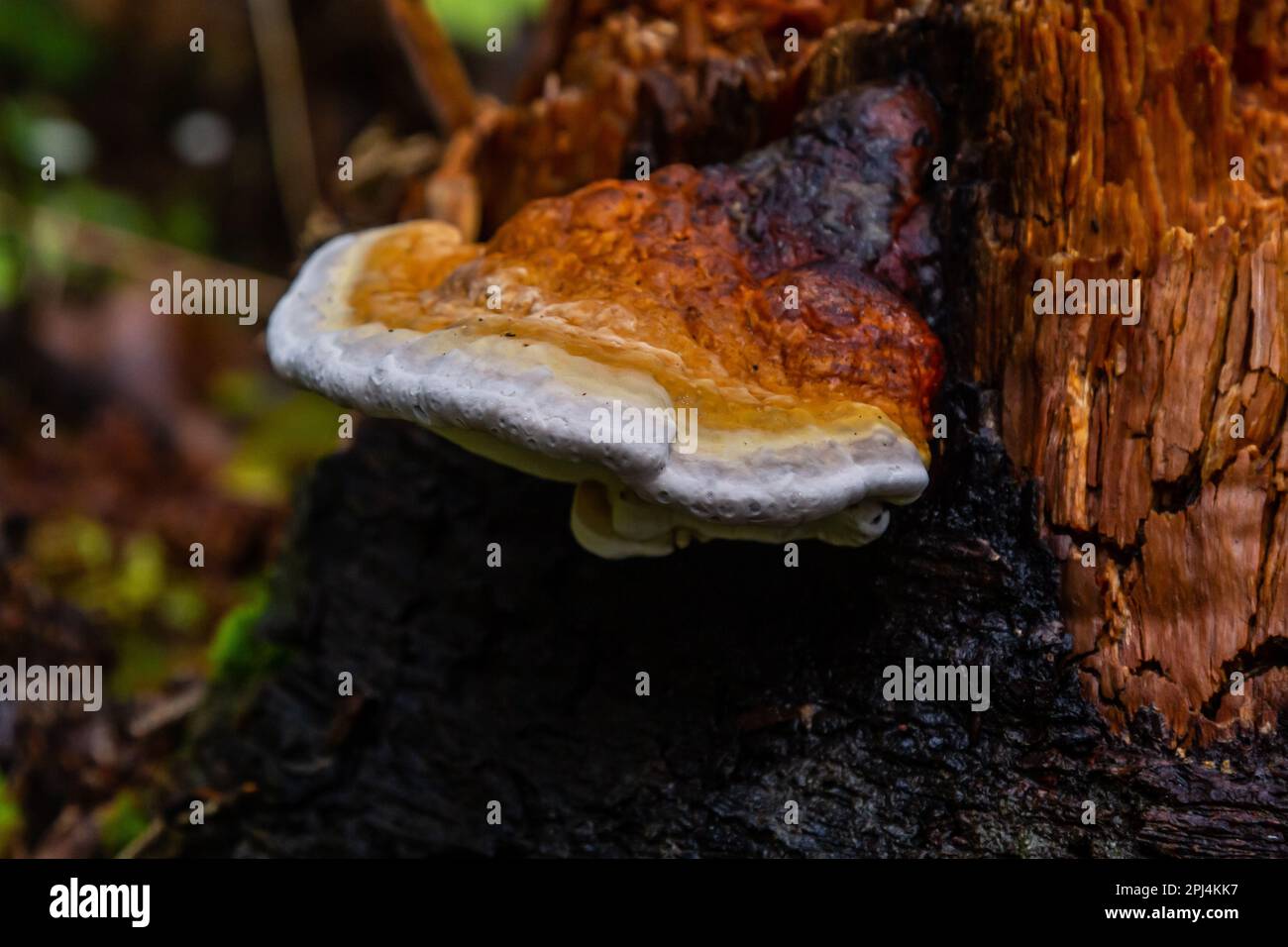 Fomes fomentarius, gemeinhin bekannt als Tinnder Pilz, falscher Tinnder Pilz, Hufpilz, Tinner Conk, Zinnpolypore oder Eismann Pilz. Stockfoto