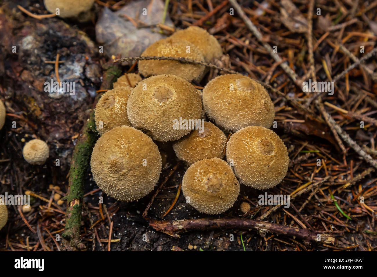 Das Lycoperdon Umbrinum ist ein essbarer Puffballpilz, gestapeltes Makrofoto. Stockfoto