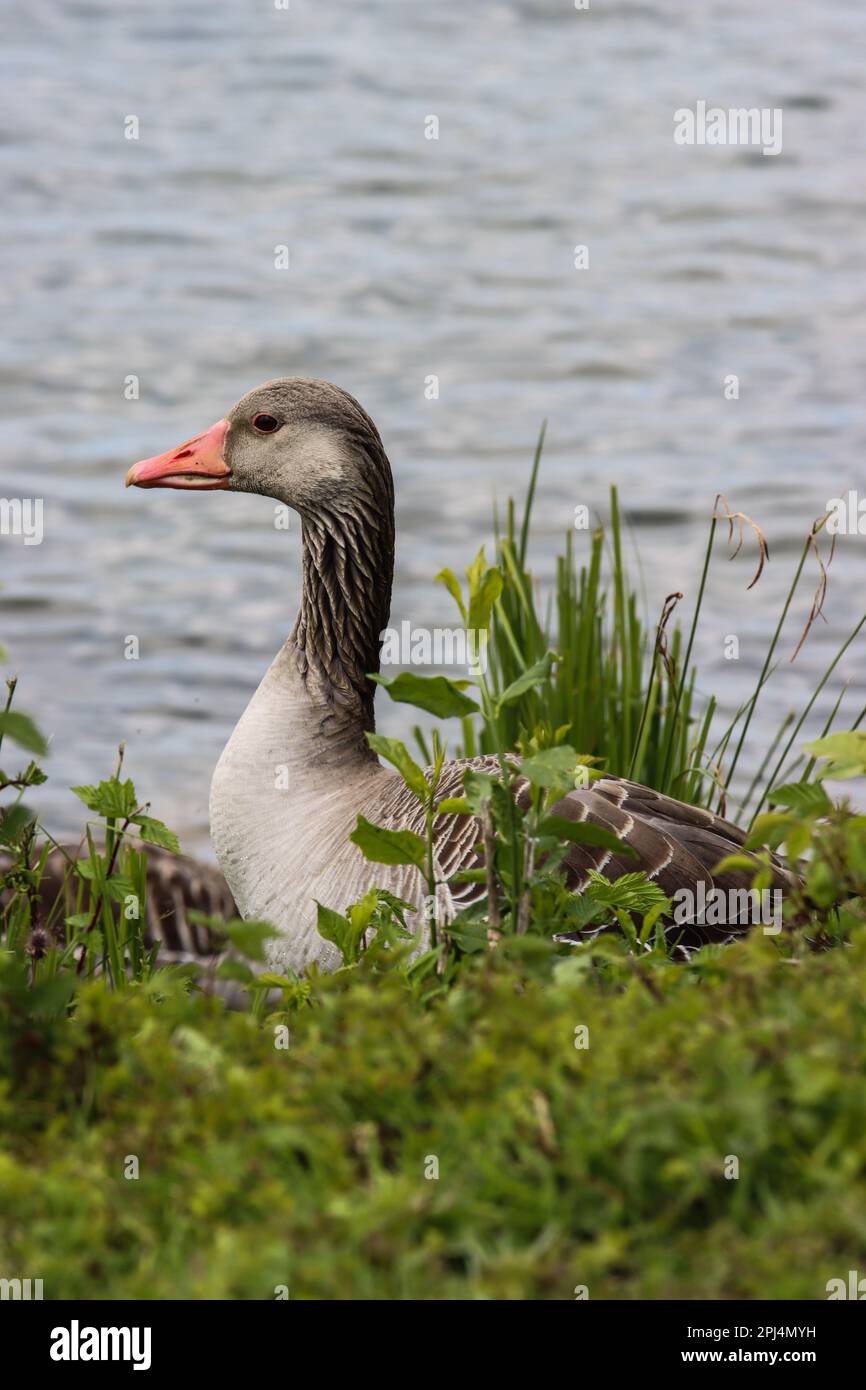 Gans am See Stockfoto