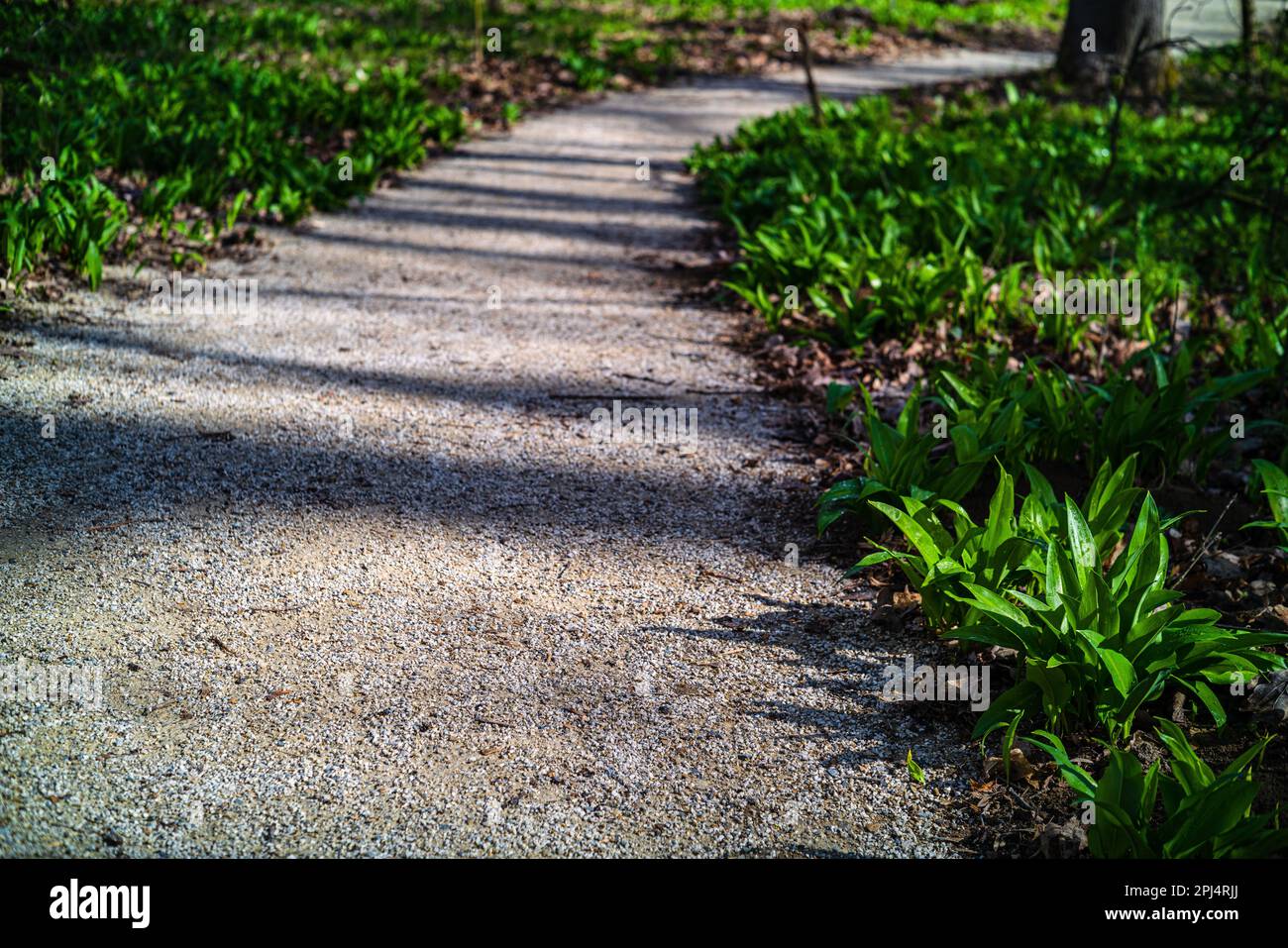 Das wilde Allium ursinum (bekannt als Bärenknoblauch, Ramsons, Buckrams, wilder Knoblauch, Breitblättriger Knoblauch, Holzknoblauch), die im Chateau Park Vesel blühen Stockfoto