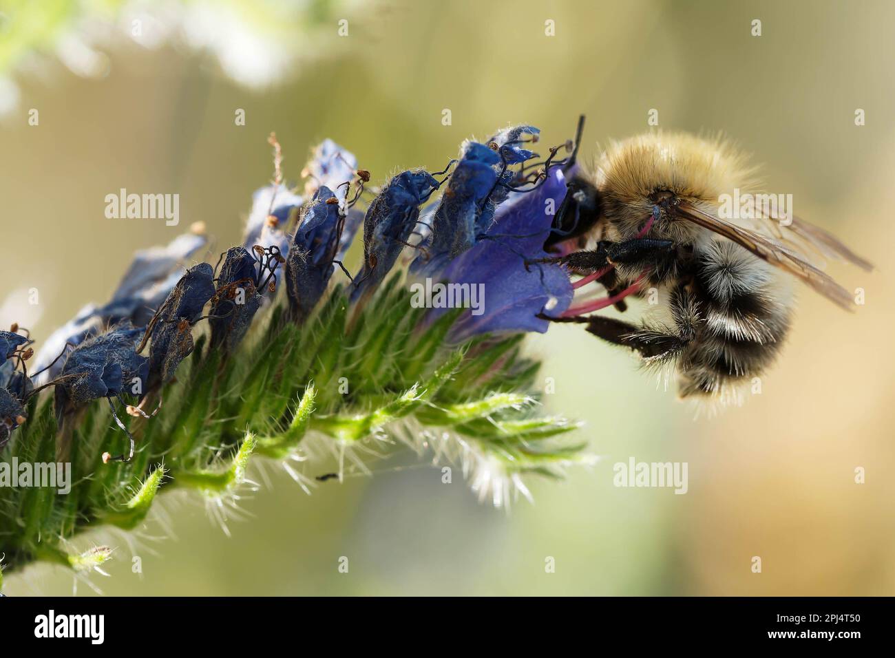 Hummel bei Blüte des Wiesenschwanzes Stockfoto