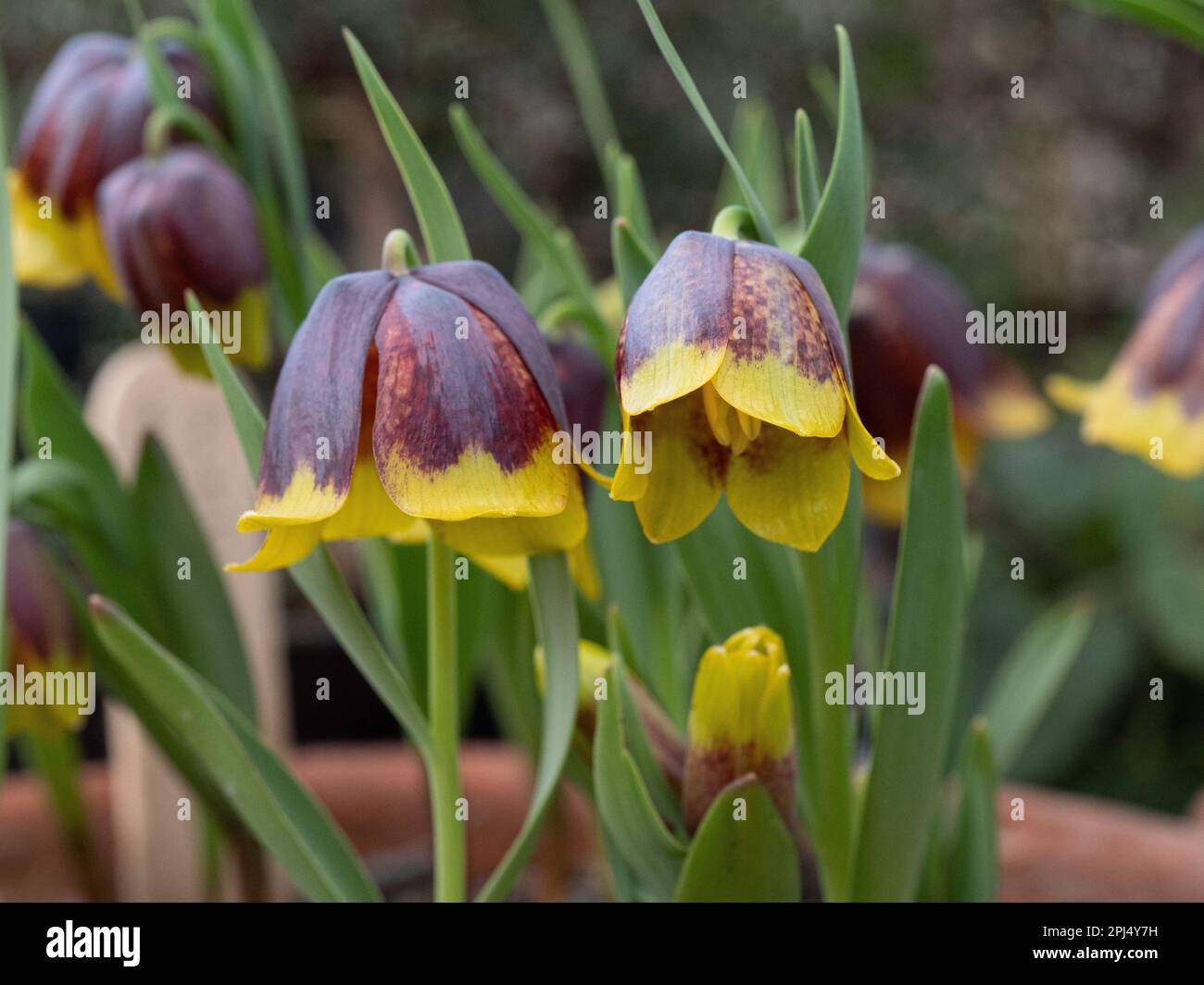 Die Schokolade und die gelben Glockenblumen von Fritillaria uva-vulpis Stockfoto