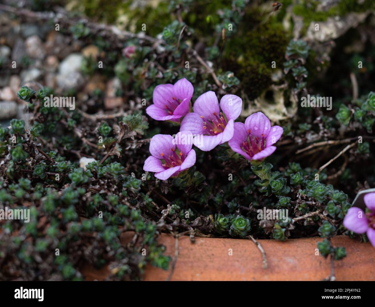 Die tiefrosa Frühlingsblume von Saxifraga oppositifolia "Latina" am Rand einer Terrakotta-Pfanne. Stockfoto