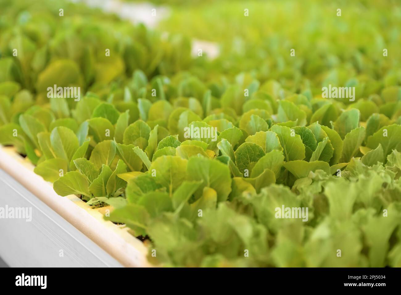 Junger grüner Salat in Setzling-Schale, Schließung Stockfoto