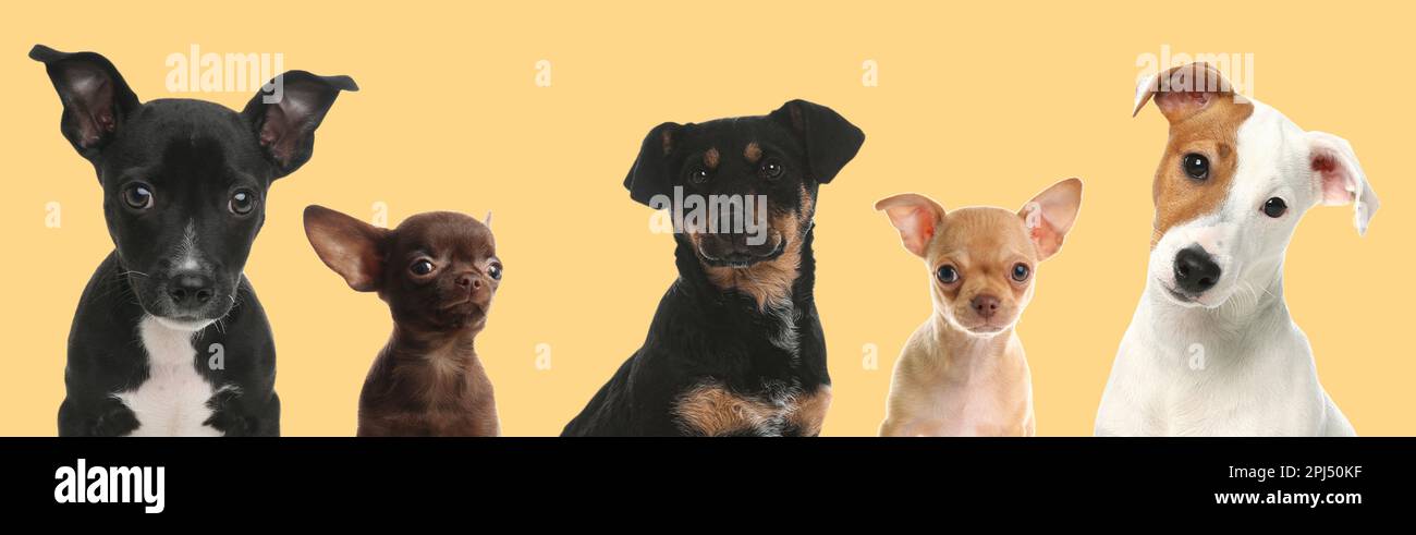 Süße lustige Hunde auf beigefarbenem Hintergrund. Bannerdesign Stockfoto