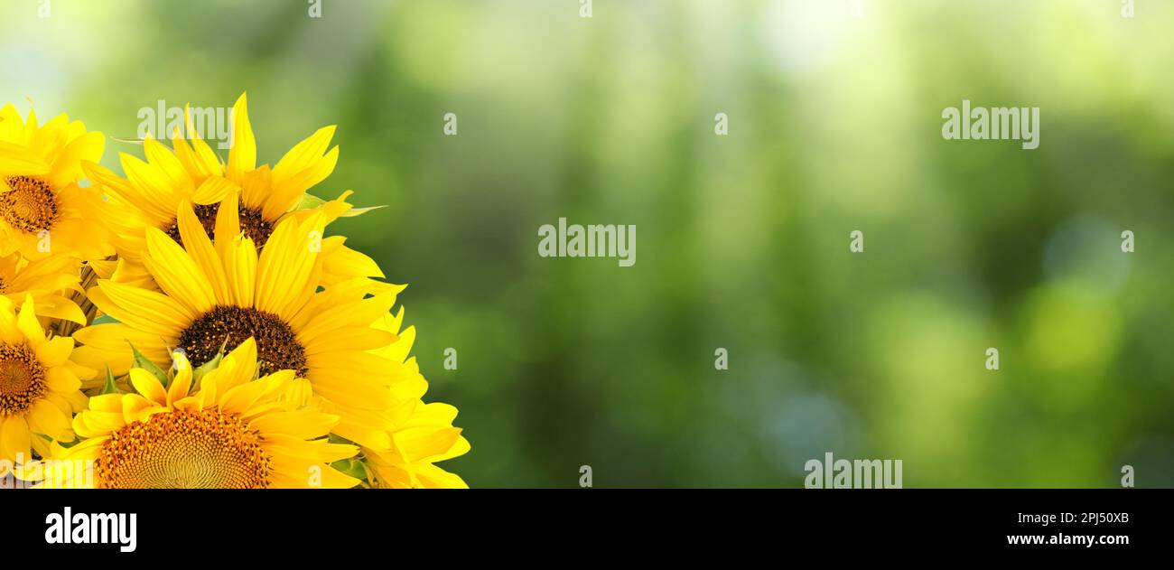 Wunderschöne gelbe Sonnenblumen draußen an sonnigen Tagen, Platz für Text. Bannerdesign Stockfoto