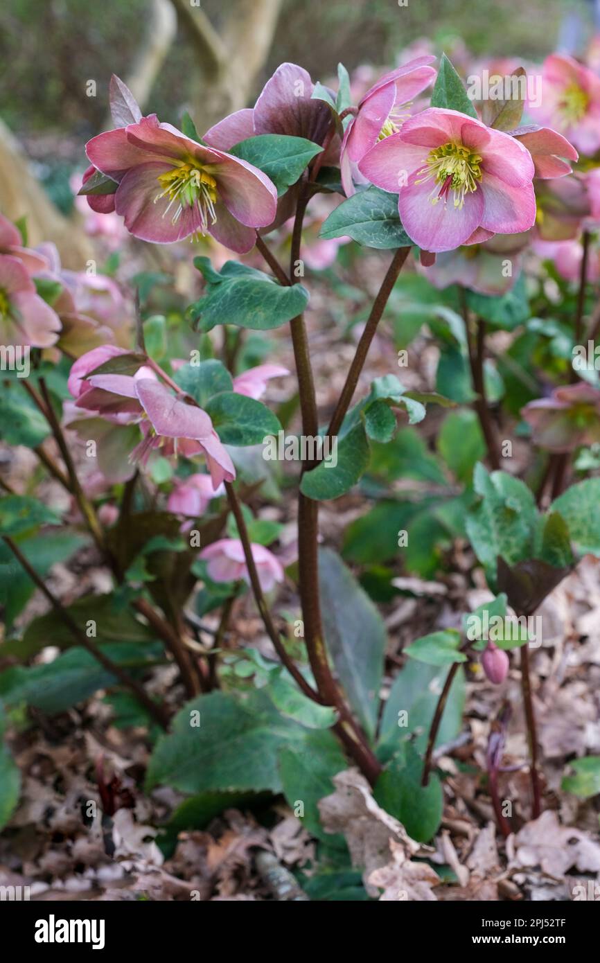 Helleborus Penny's Pink, Helleborus Abcrd01, rosa Blumen, Laub mit gelber Ader Stockfoto