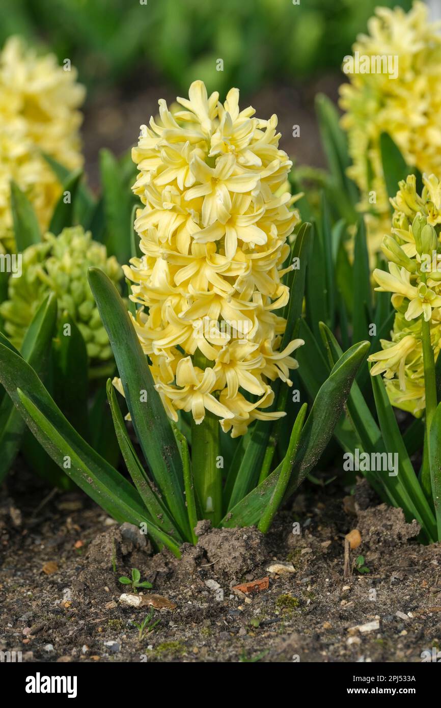 Hyacinthus Bon Bini, Hyacinthus orientalis Bon Bini, gelbe Hyazinth Stockfoto