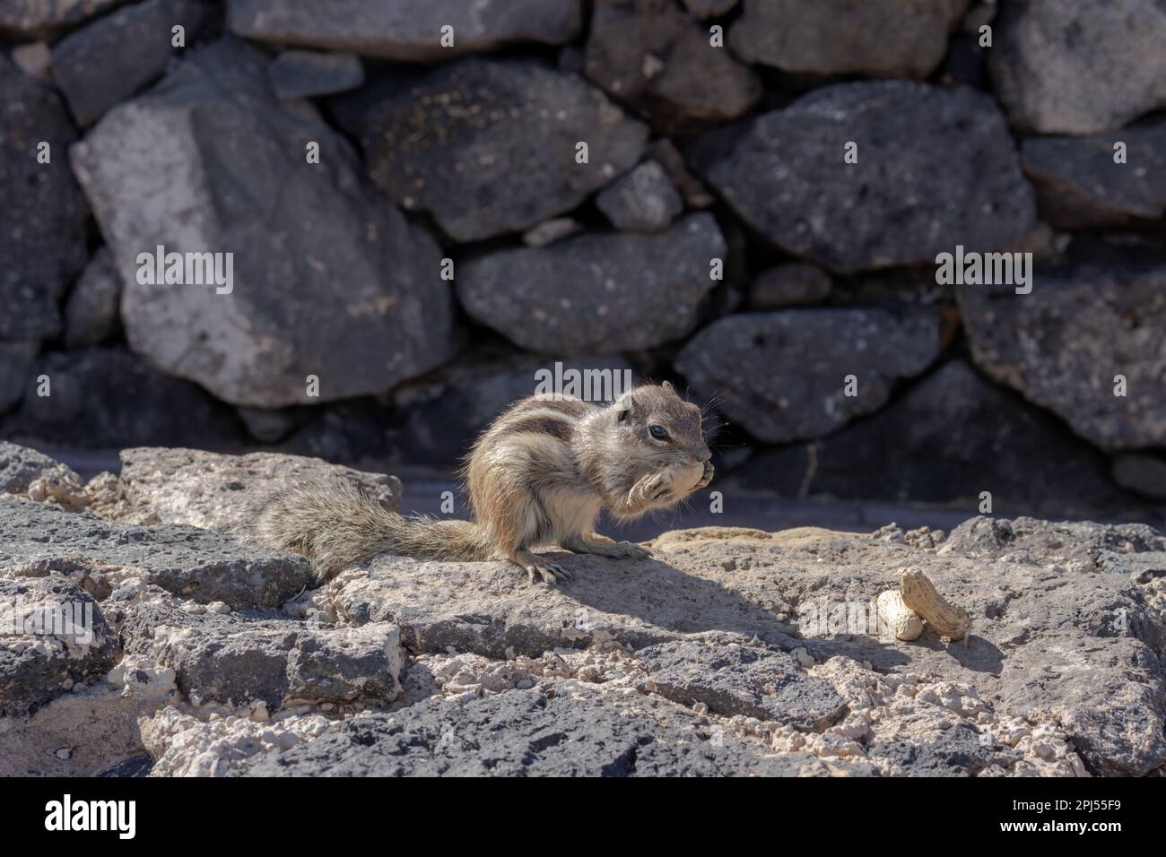 Streifenhörnchen mit flauschigem Schwanz. Sonniger Tag. Sie leben zwischen den Felsen und Steinen der Zäune. Puerto del Rosario (Fabrica de callao de los Pozos), Fuertevent Stockfoto