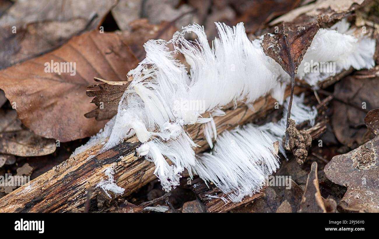 Verzauberte Winterlandschaft: Ein atemberaubender Anblick von glitzerndem Haareis Stockfoto