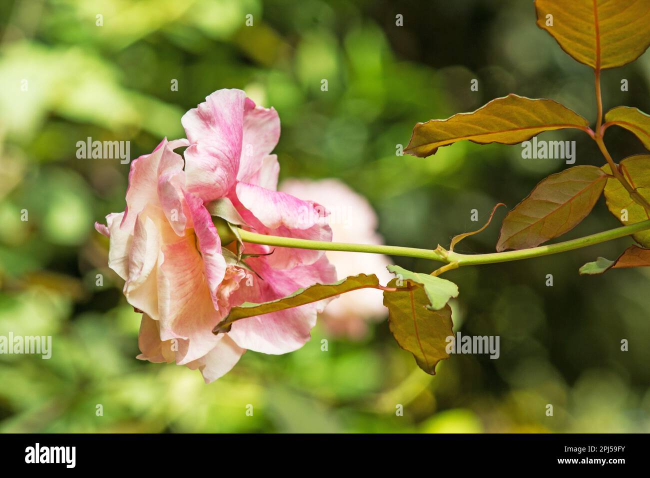 Rosafarbene Rose auf natürlichem Hintergrund Stockfoto