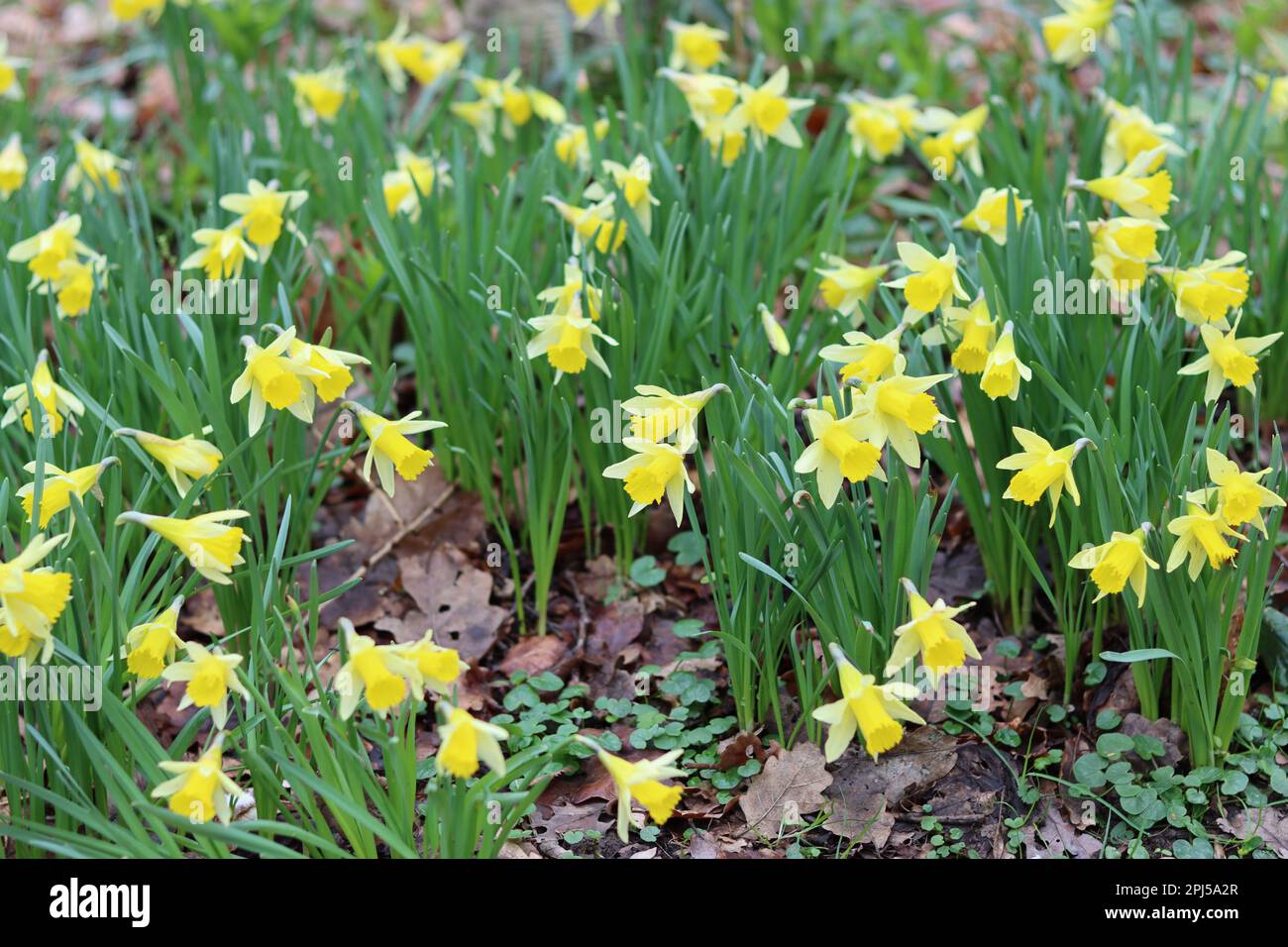 Massen von hellgelben und weißen wilden Narzissen in einem Waldgebiet im Frühling Stockfoto