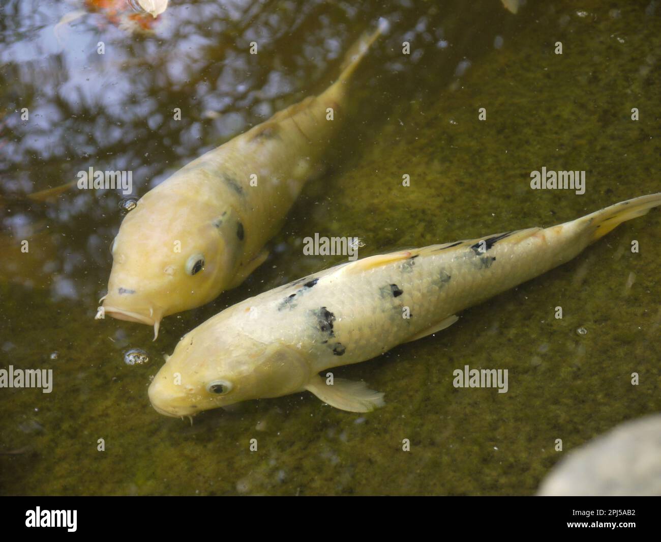 Koi in den Lily Ponds im Huntington Botanical Gardens, San Marino Stockfoto