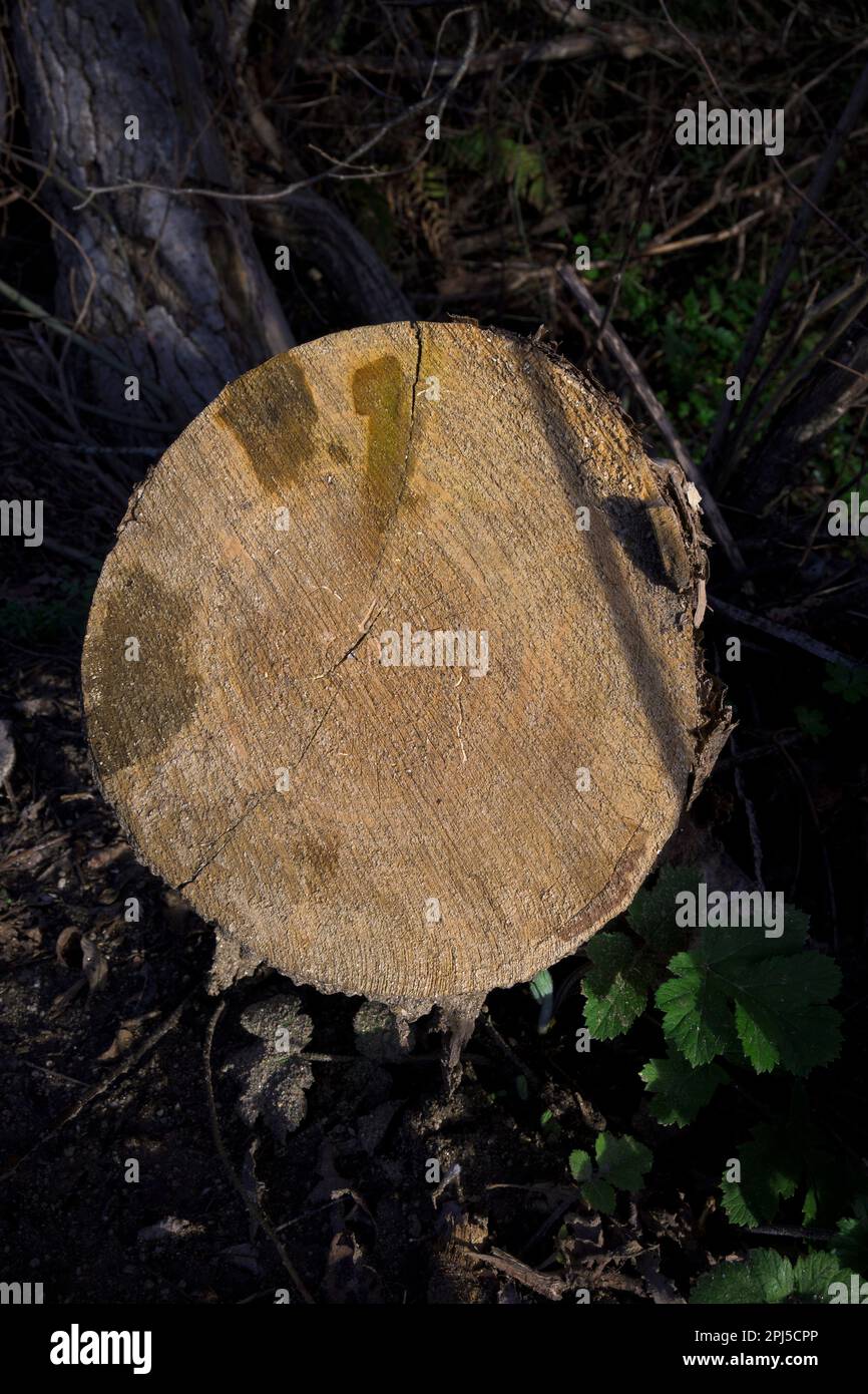 Frisch geschnittener Baumstamm mit Altersringen in horizontaler Richtung in der Mitte des Waldes Stockfoto