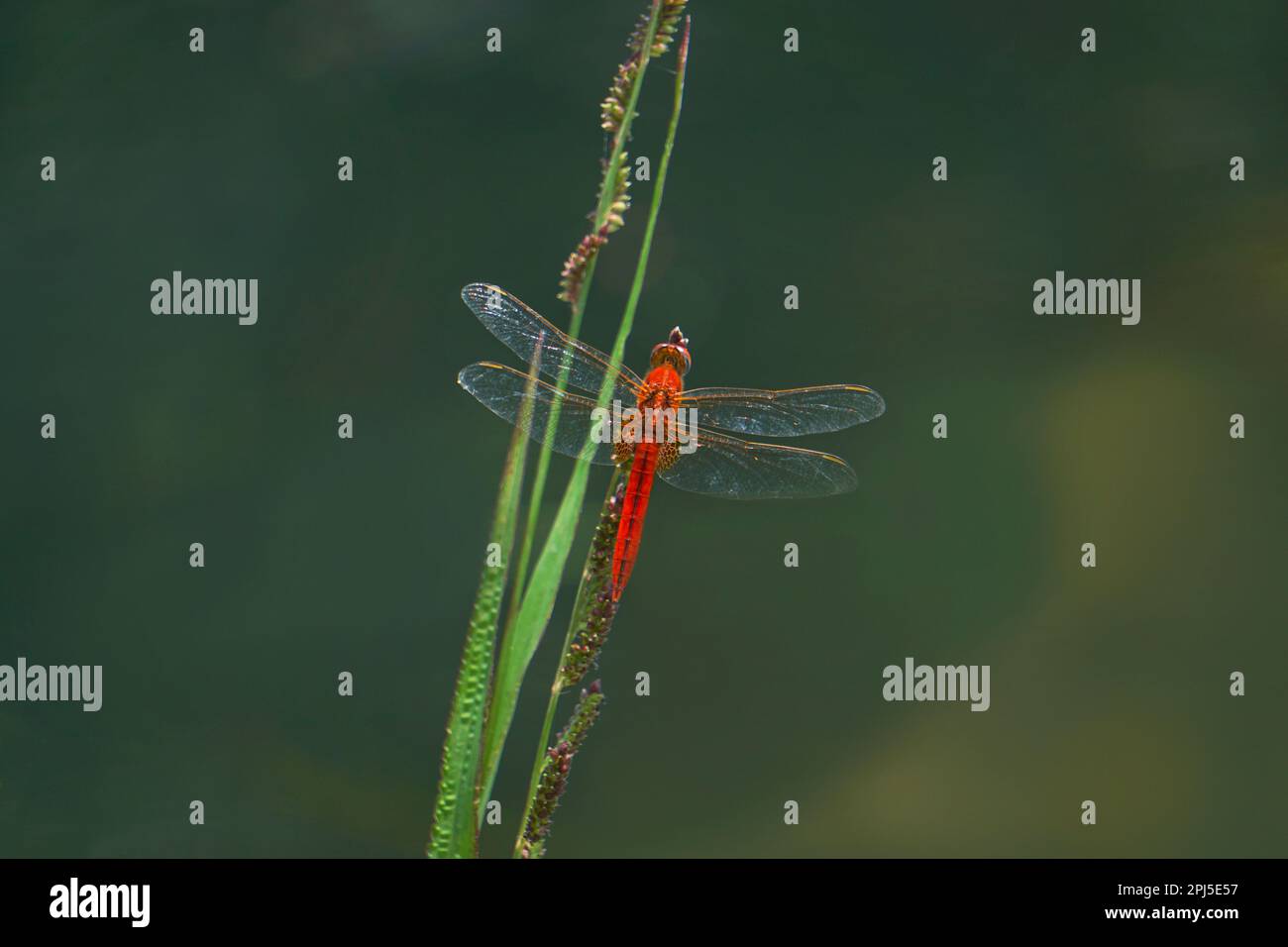 Red Skimmer, Orthemis ferruginea, Satara, Maharashtra, Indien Stockfoto