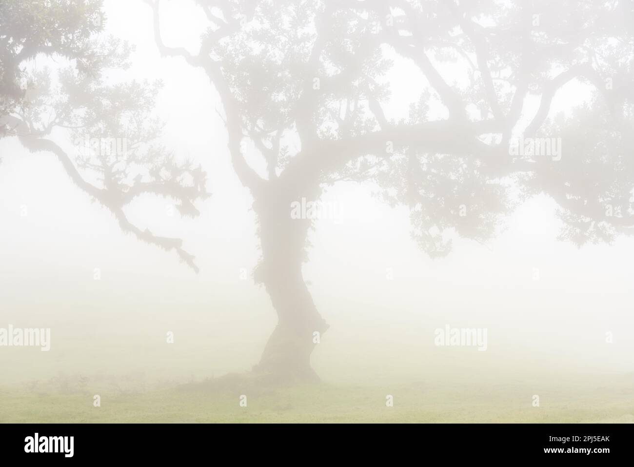 Geheimnisvoller Nebel bedeckt einen üppigen Lava-Wald, umhüllt krummen Tress und hügelige Wiesen in einer friedlichen Atmosphäre der Ruhe. Stockfoto