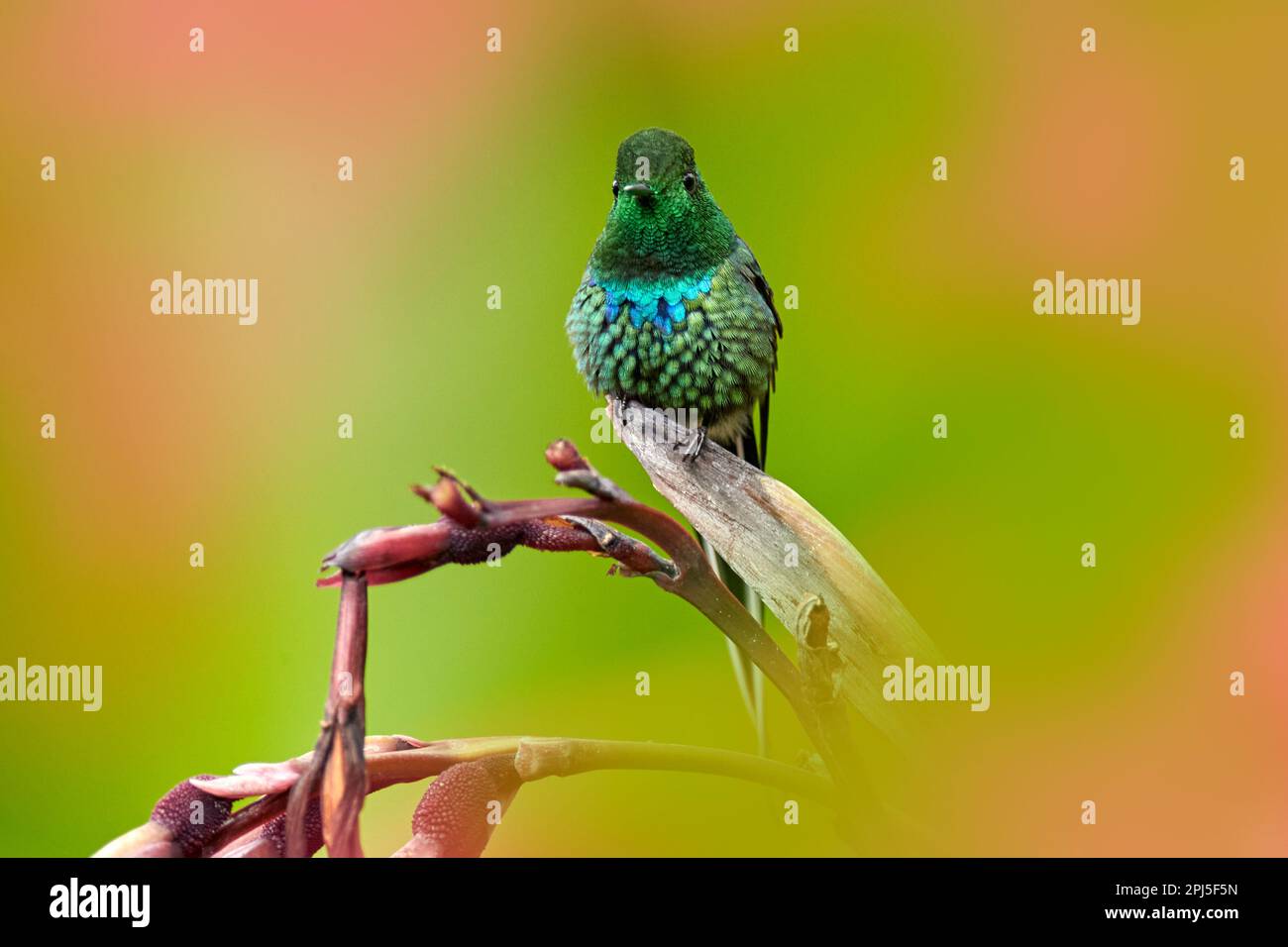 Schöner Kolibri mit grünem Dorn-Schwanz, Discosura conversii mit verschwommenen rosa und roten Blüten im Hintergrund, La Paz, Costa Rica. Stockfoto