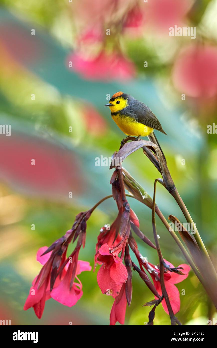 Halsweißer, Myioborus torquatus, gelbgraue rote birs im natürlichen Blütenlebensraum. Eingeflogene RotStart, tropische New World Warbler endemische mou Stockfoto